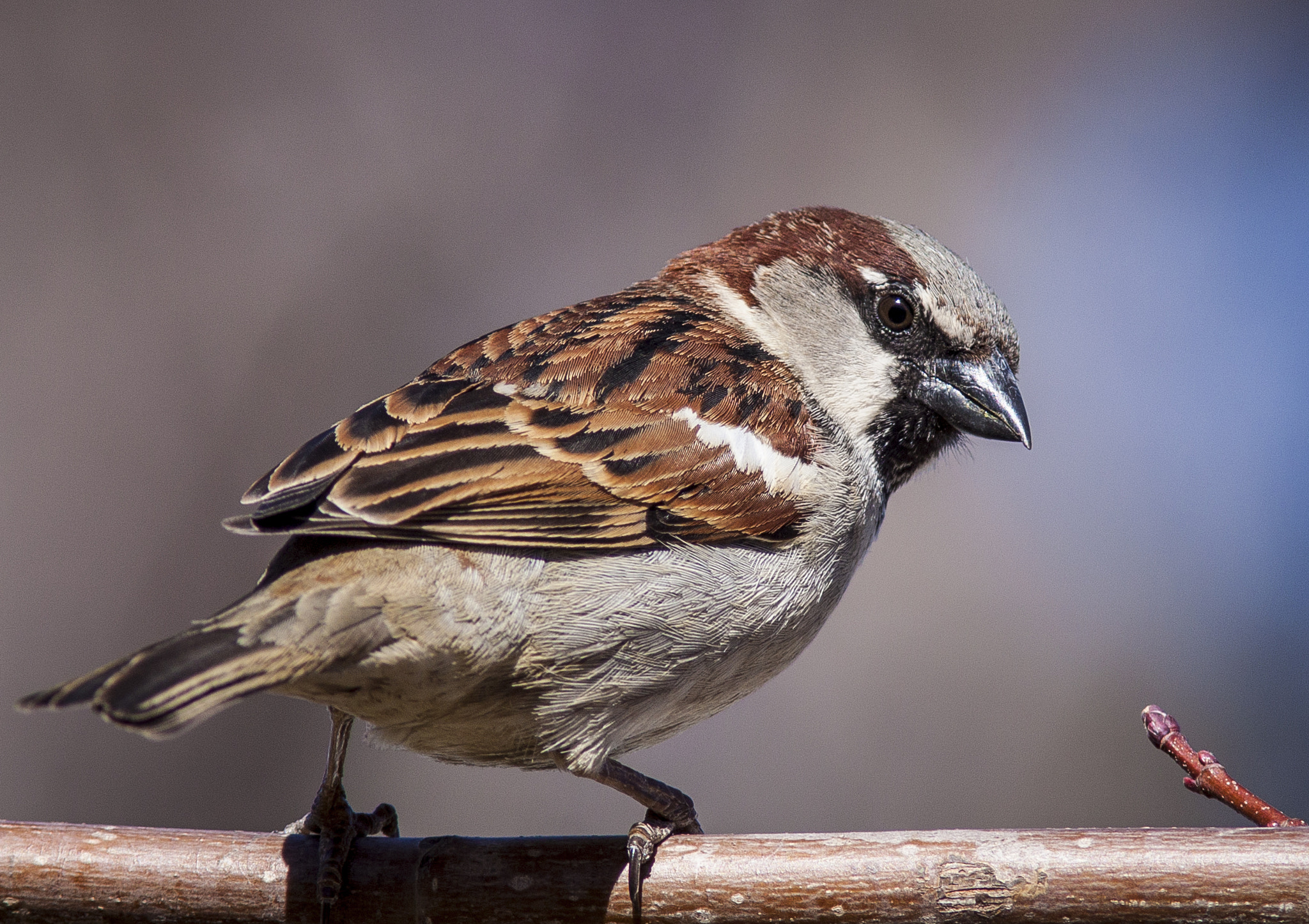 Canon EF 300mm F4L IS USM sample photo. Are you talking to me? photography