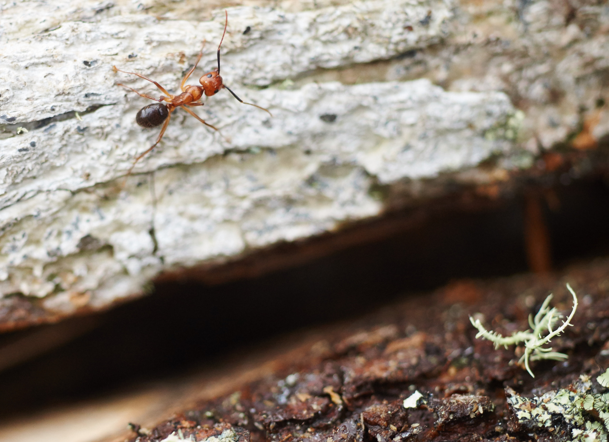 Sony SLT-A58 + MACRO 50mm F2.8 sample photo. The crack between us  photography