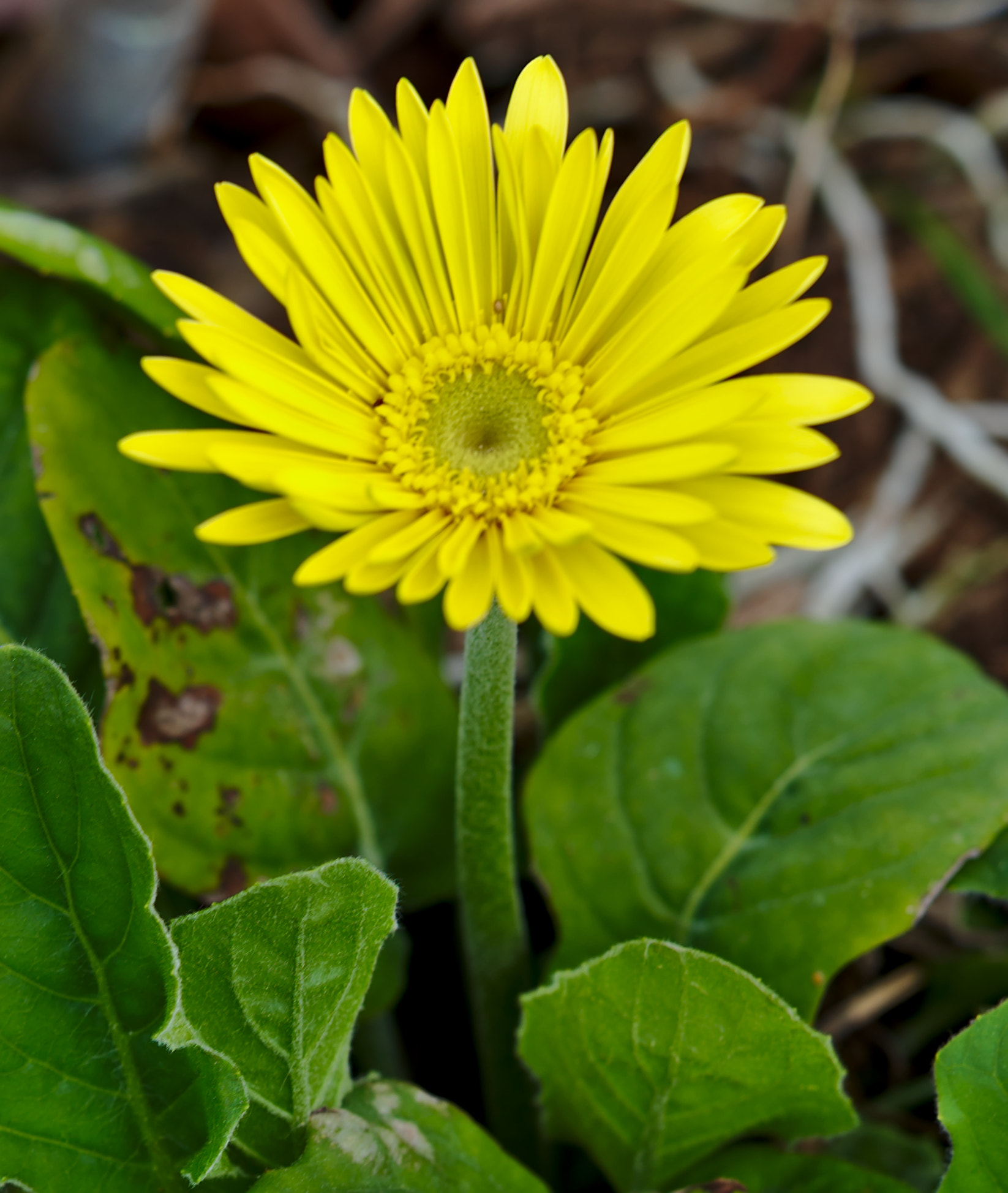 ZEISS Otus 85mm F1.4 sample photo. A yellow daisy or gerbera photography