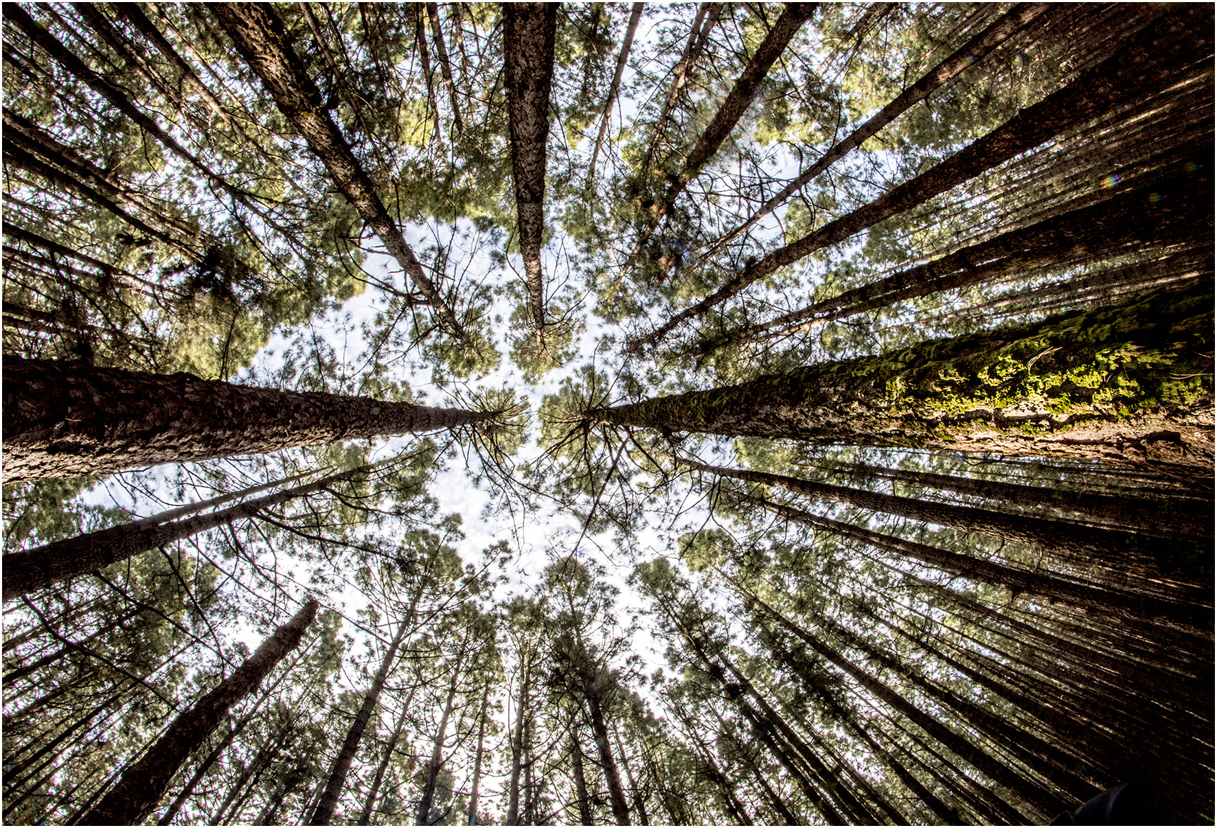 Nikon D7200 + Samyang 8mm F3.5 Aspherical IF MC Fisheye sample photo. Pinar photography