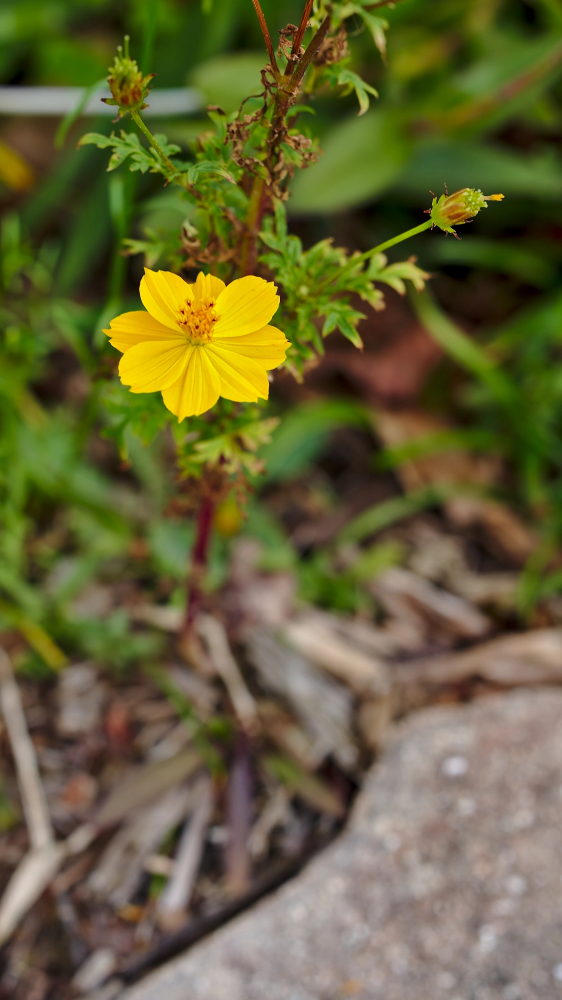 ZEISS Otus 85mm F1.4 sample photo. A yellow cosmos or cosmos sulphureus photography