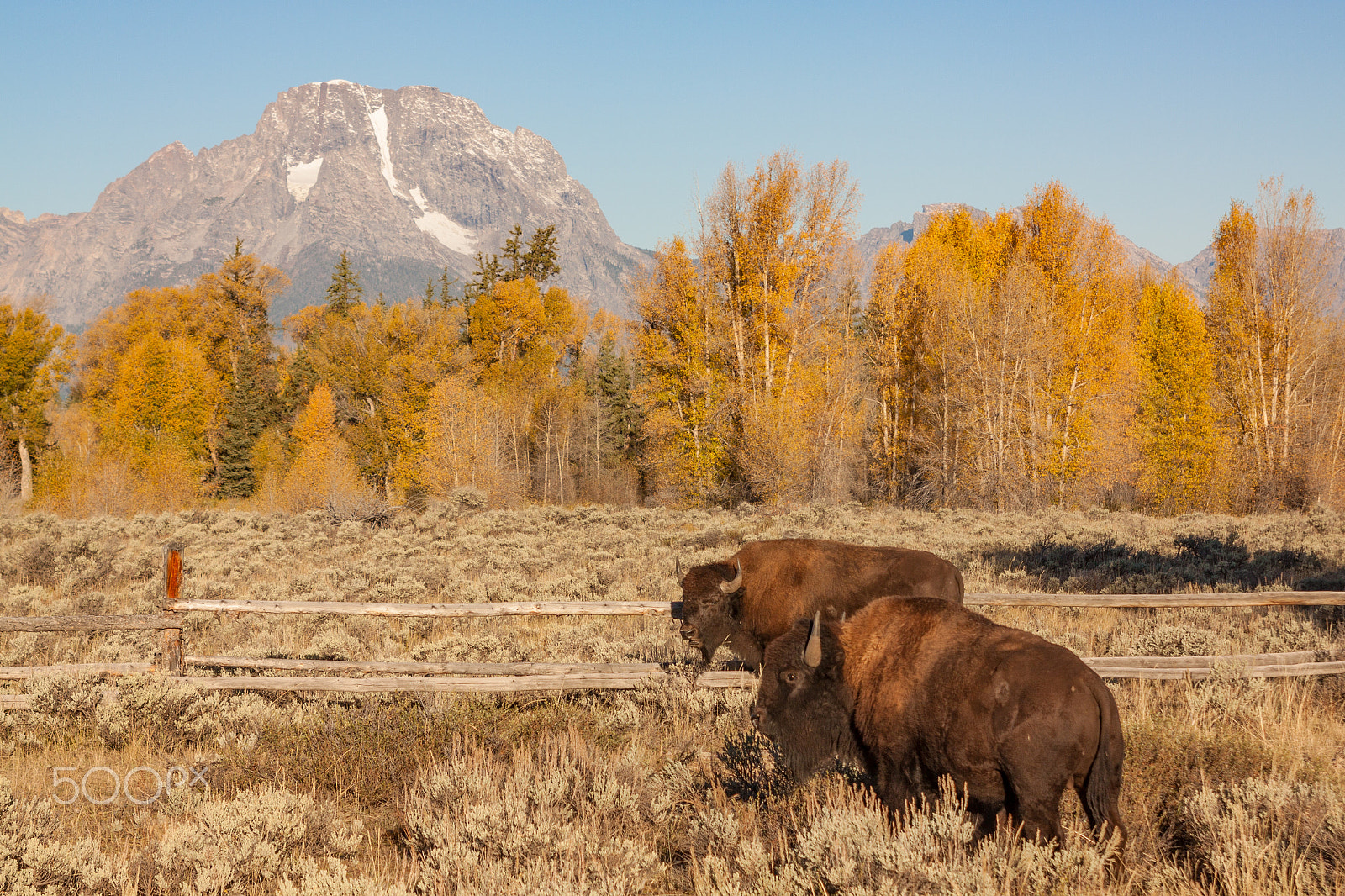 Canon EOS 50D + EF28-70mm f/2.8L USM sample photo. Bison in fall photography