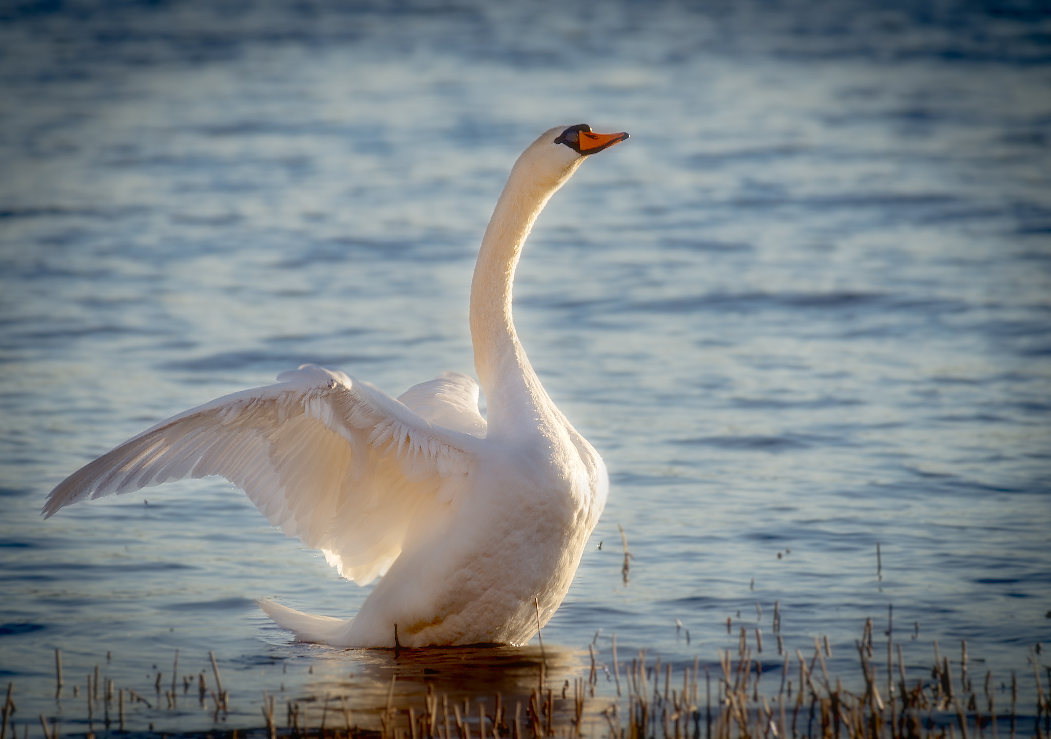 AF-S Zoom-Nikkor 80-200mm f/2.8D IF-ED sample photo. Swan photography