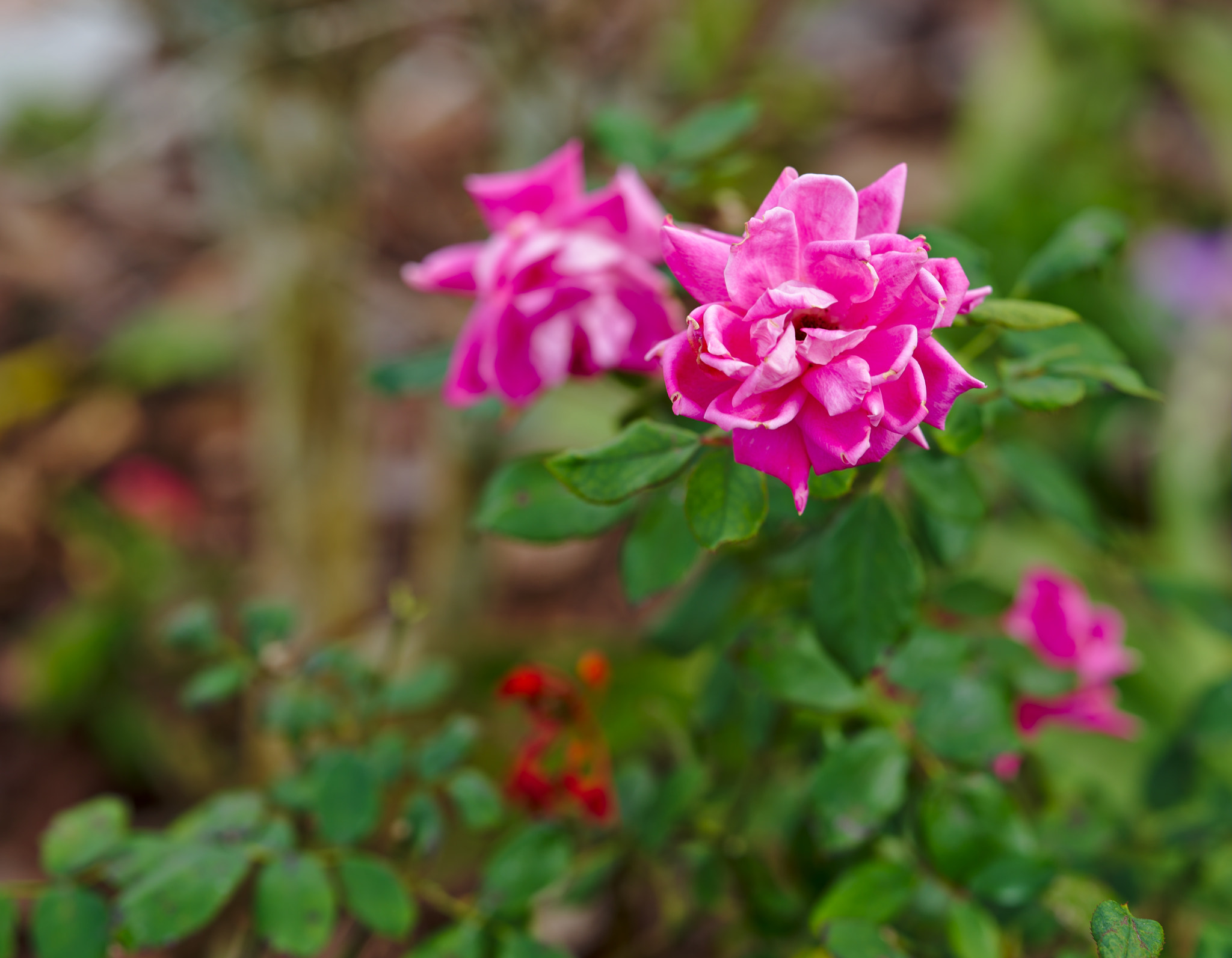 ZEISS Otus 85mm F1.4 sample photo. A pink rose photography