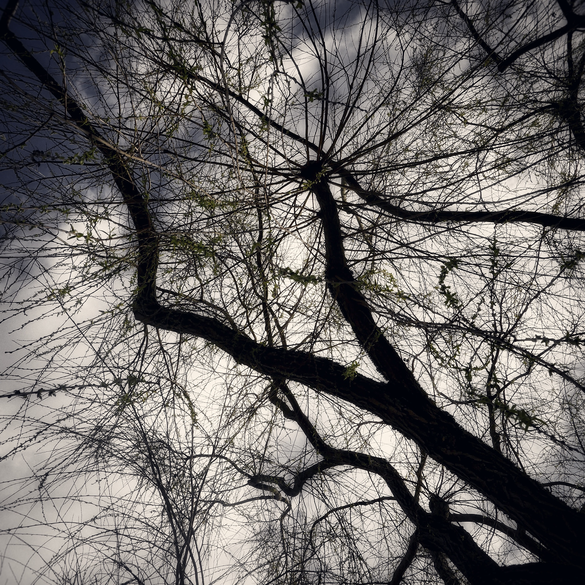 Panasonic Lumix DMC-GX8 + LUMIX G 20/F1.7 II sample photo. Salix babylonica -day#72 photography
