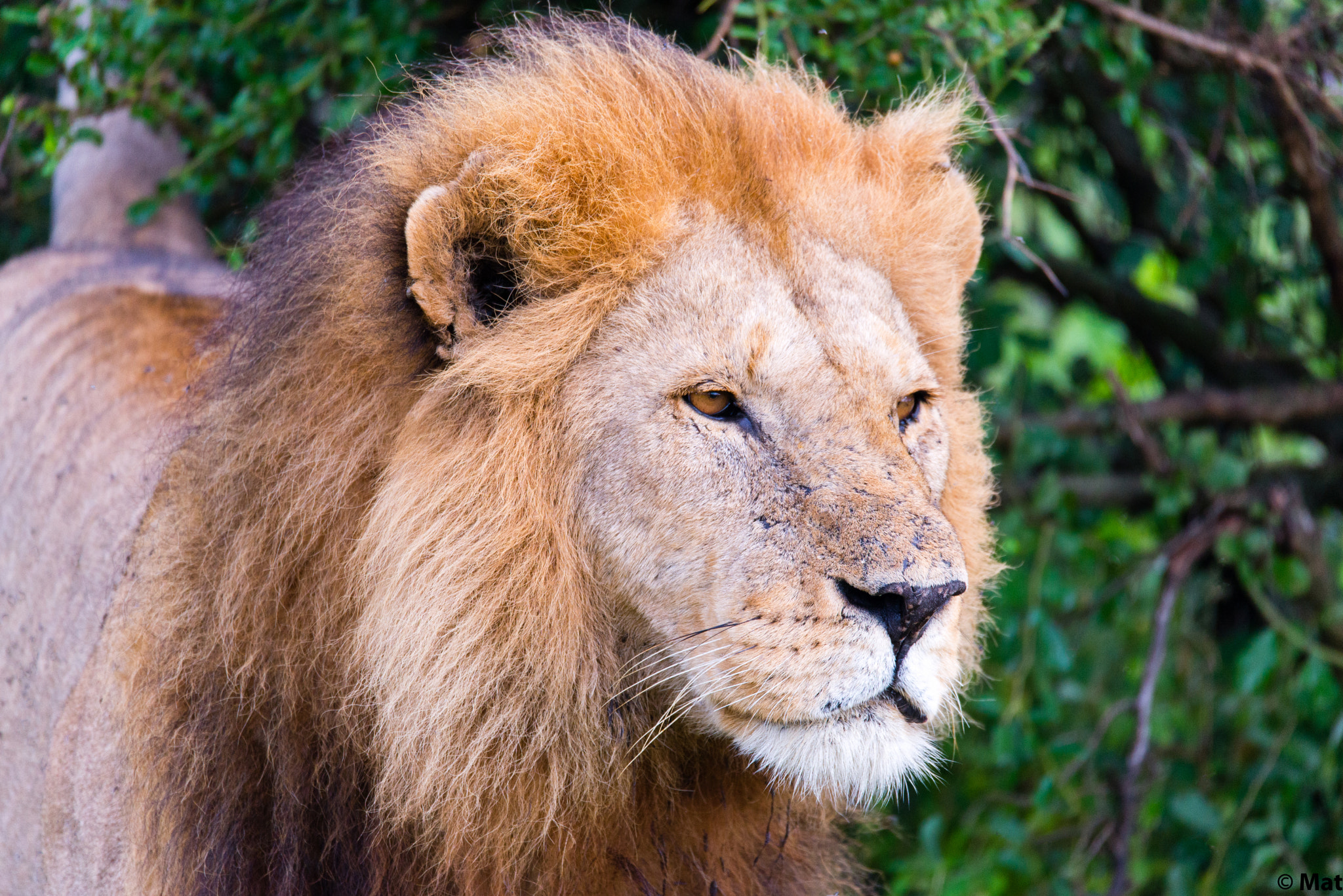 Sigma 150-600mm F5-6.3 DG OS HSM | S sample photo. Simba photography