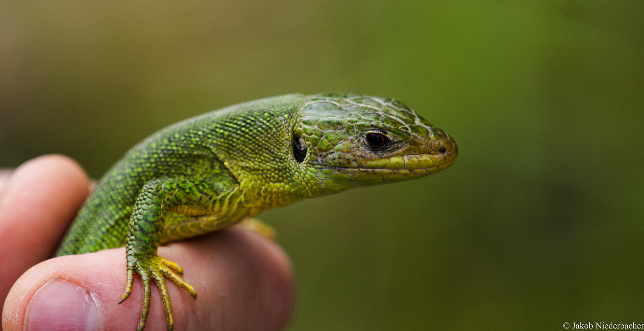 Sony Alpha DSLR-A300 sample photo. Lacerta bilineata photography