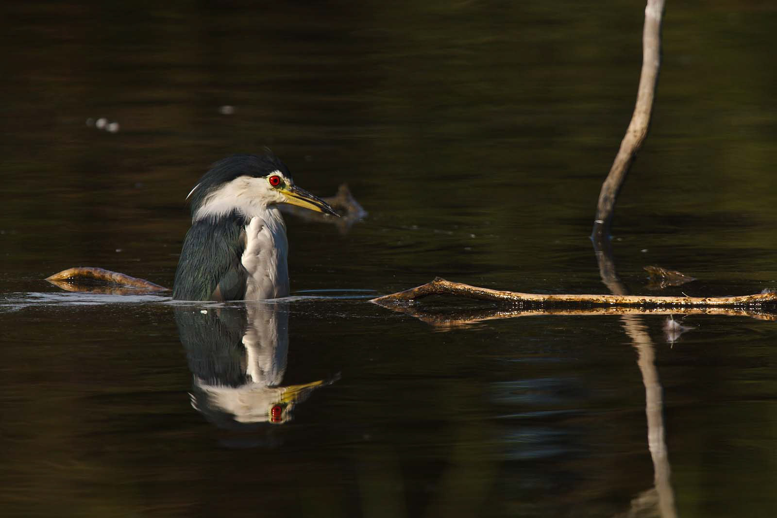 Canon EOS 40D + Canon EF 300mm F2.8L IS USM sample photo. Black-crowned night heron photography