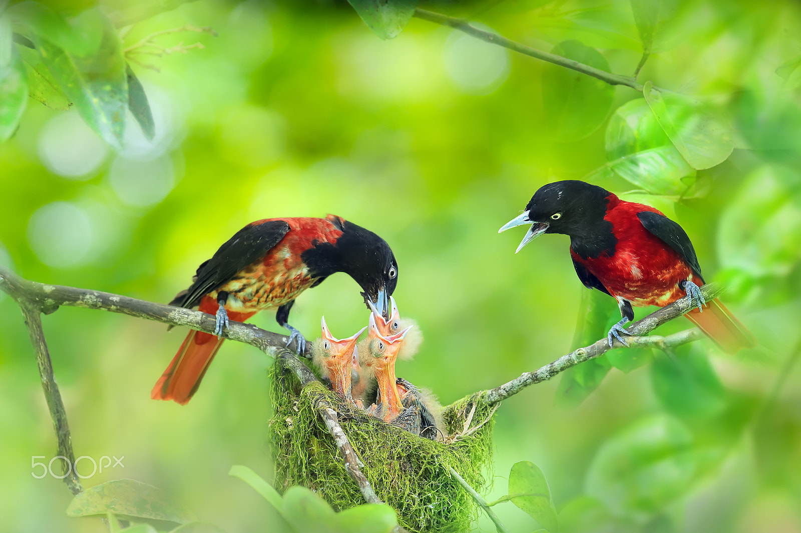 Canon EOS-1D X + Canon EF 300mm F2.8L IS USM sample photo. Love moment photography