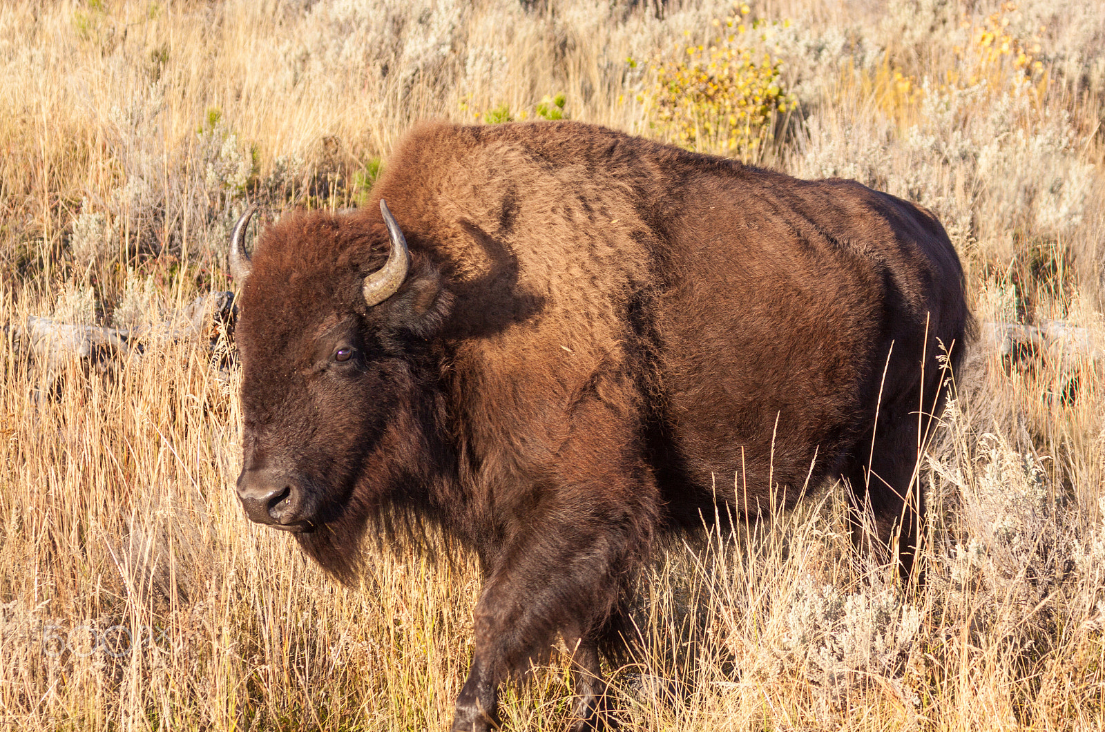 Canon EF 100-400mm F4.5-5.6L IS USM sample photo. Bison photography