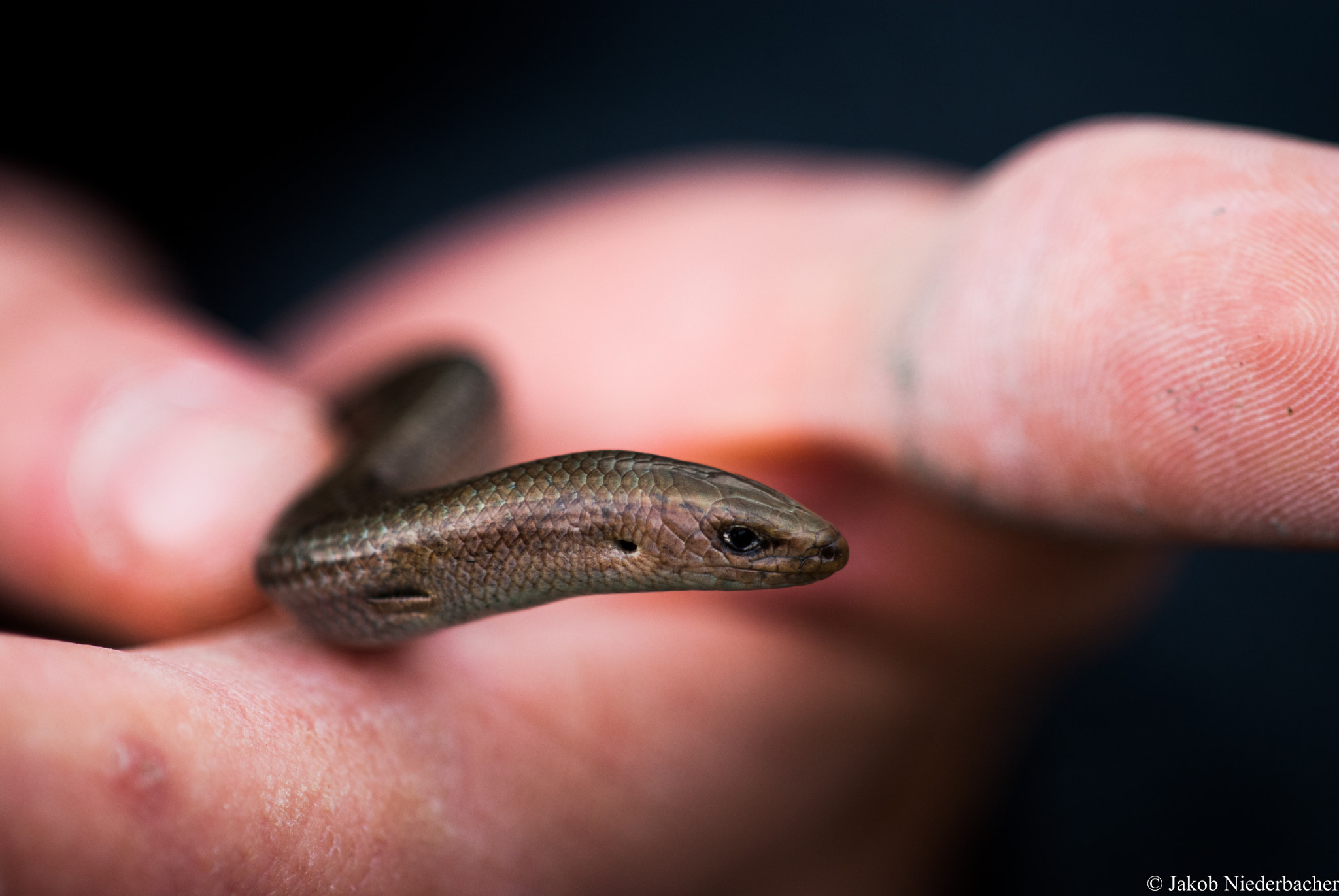 Sony Alpha DSLR-A300 sample photo. Chalcides chalcides photography