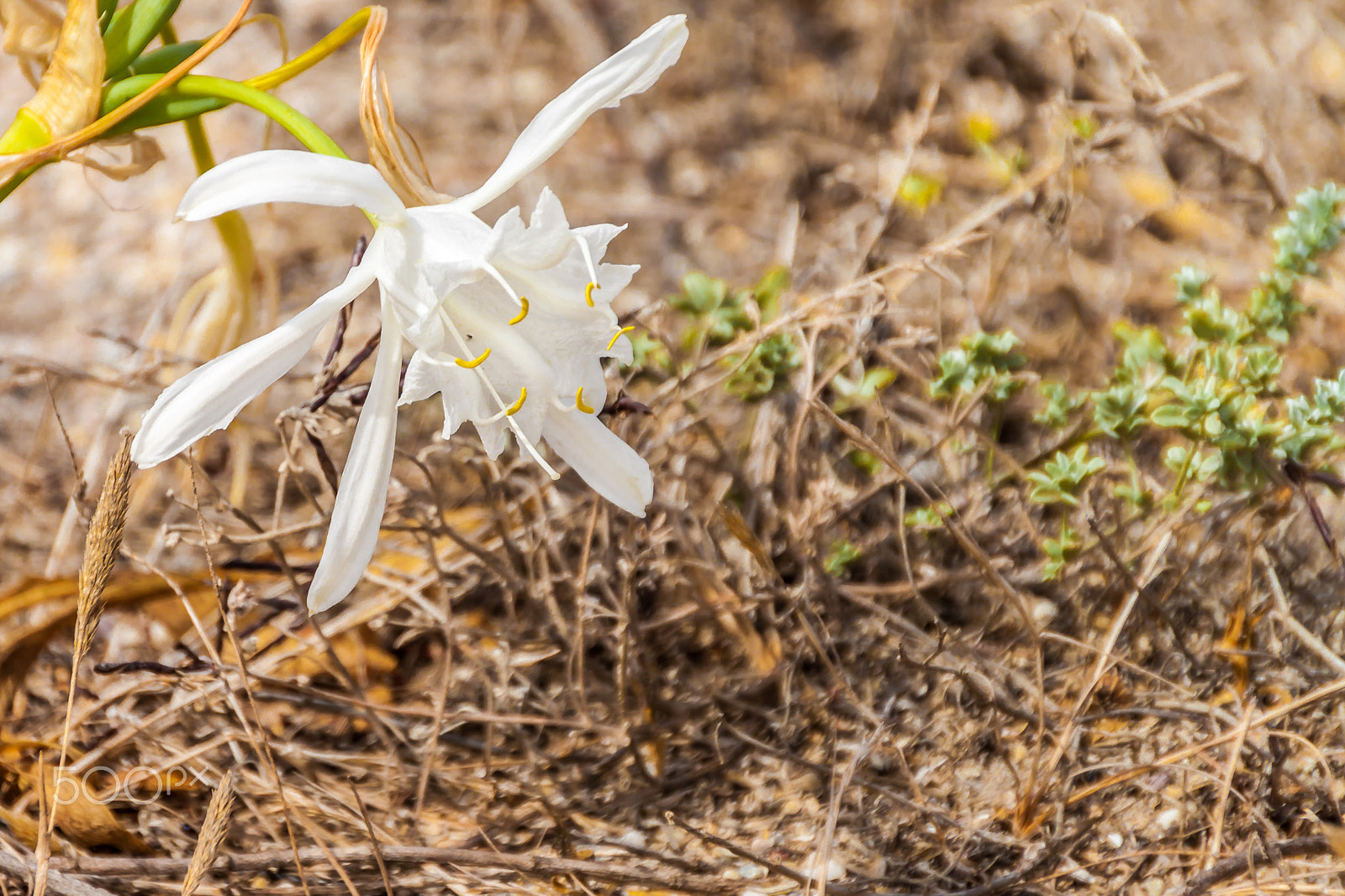 Sigma 18-250mm F3.5-6.3 DC OS HSM sample photo. White flower photography