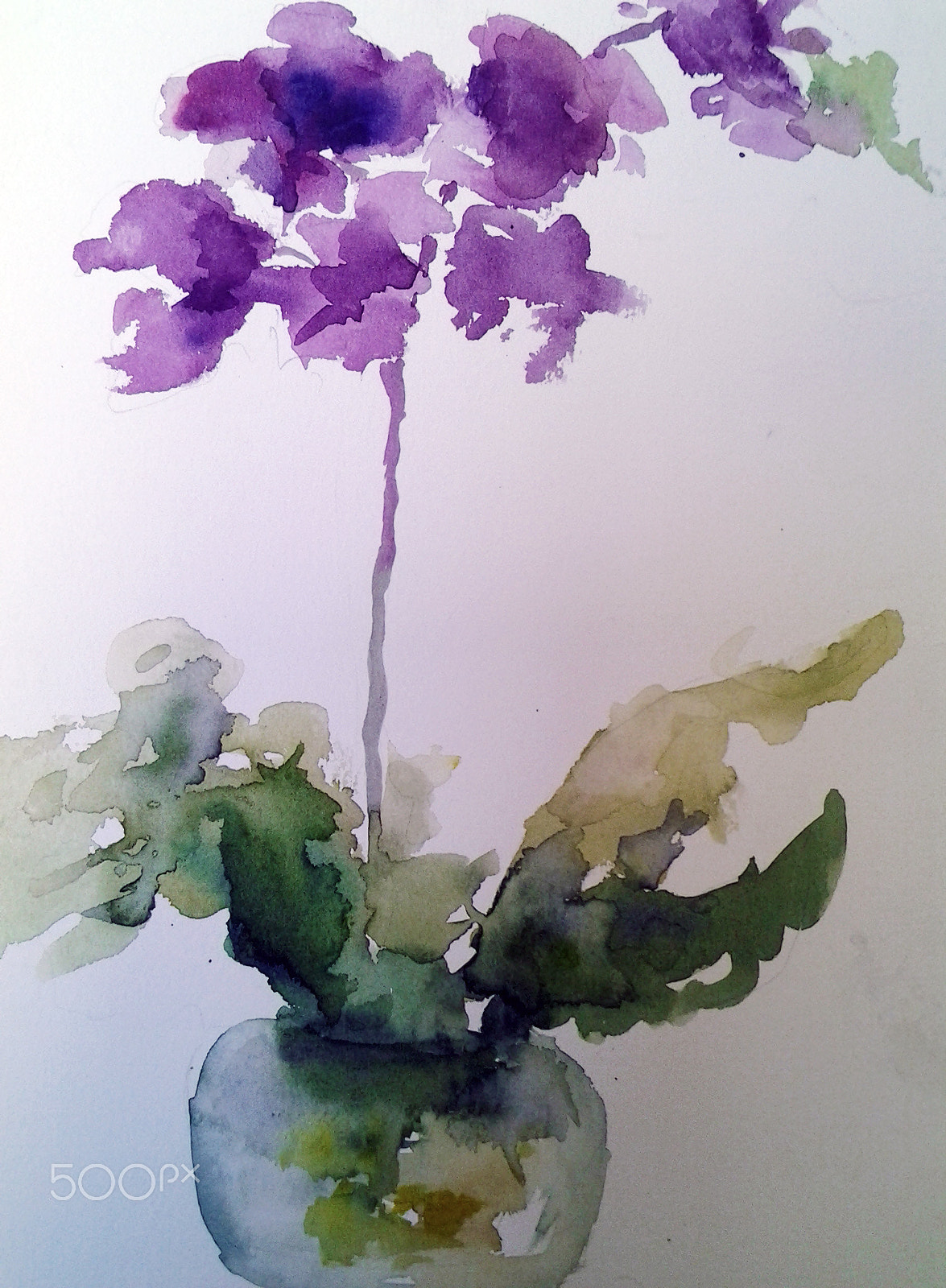 Samsung Galaxy Tab 10.1 sample photo. Orchids photography