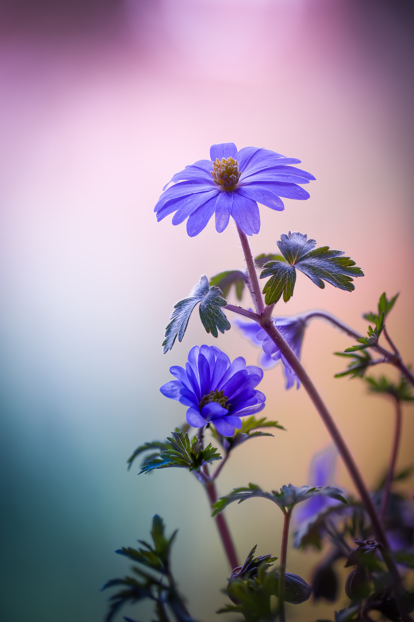 100mm F2.8 G SSM OSS sample photo. To the sky... photography