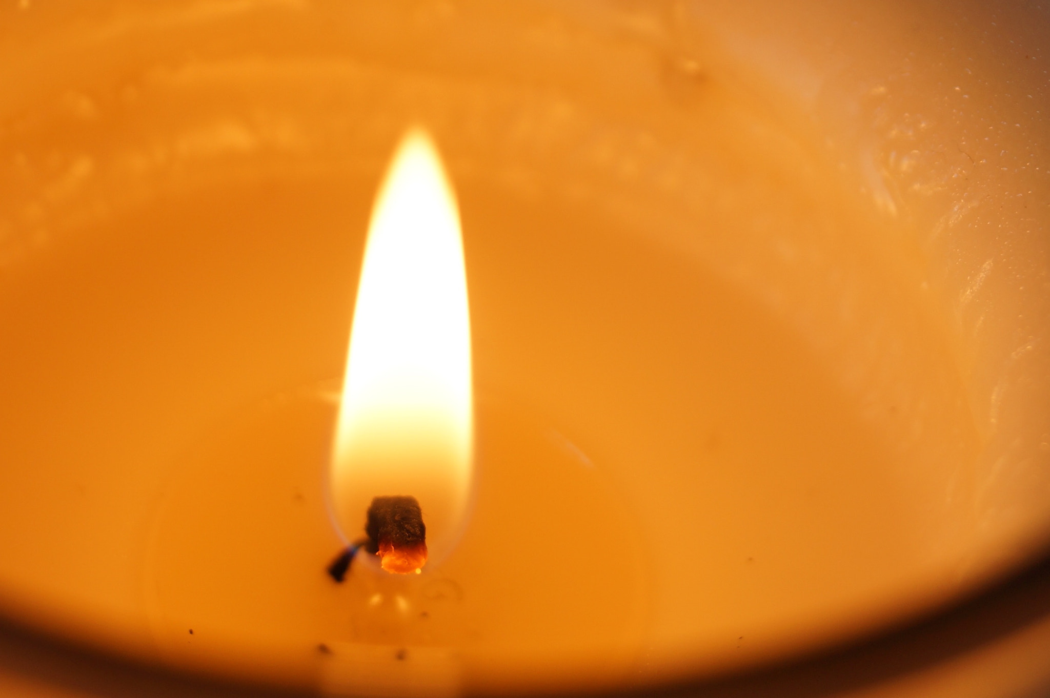 Sony DT 18-55mm F3.5-5.6 SAM II sample photo. Sweet vanilla photography
