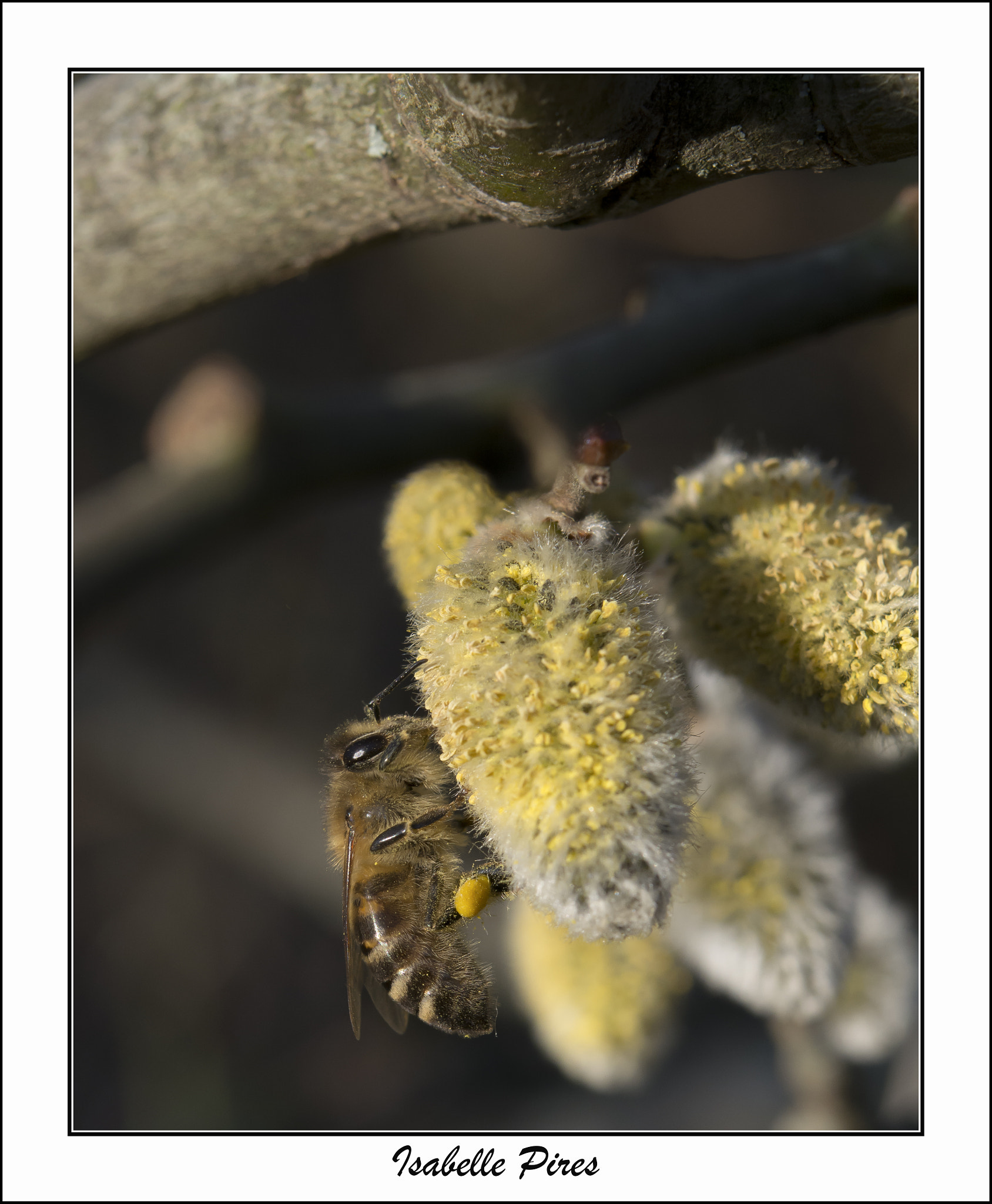 Nikon AF-S Micro-Nikkor 60mm F2.8G ED sample photo. Enfin photography