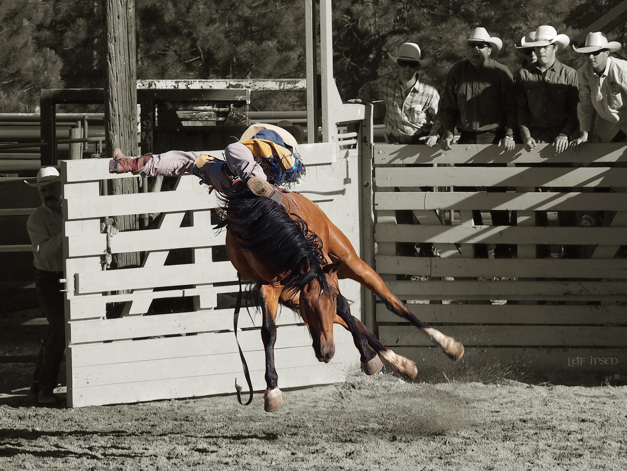 Olympus PEN E-P3 sample photo. Horse power! photography