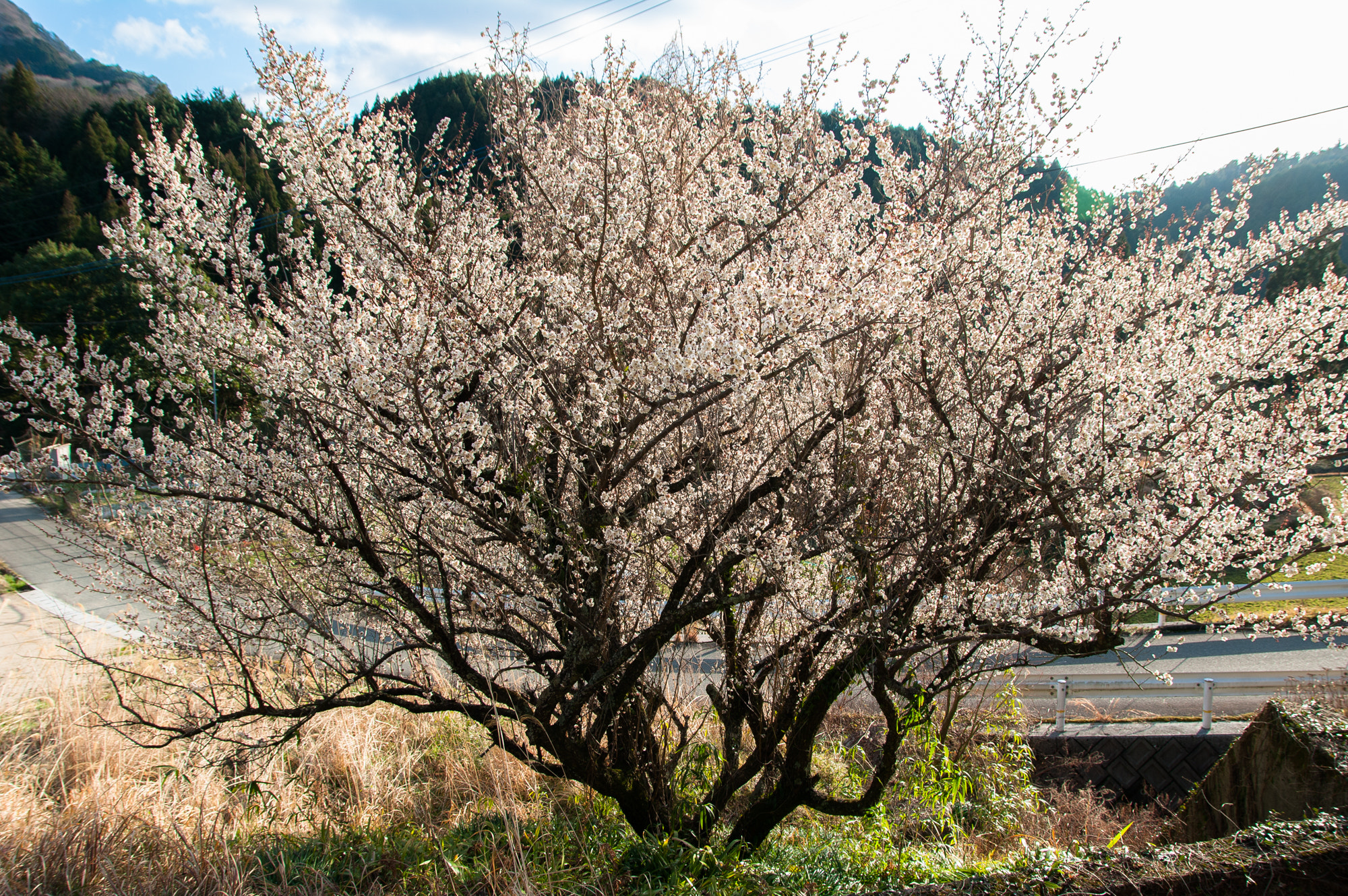 Sigma 17-70mm F2.8-4 DC Macro OS HSM sample photo. Plum tree on roadside photography