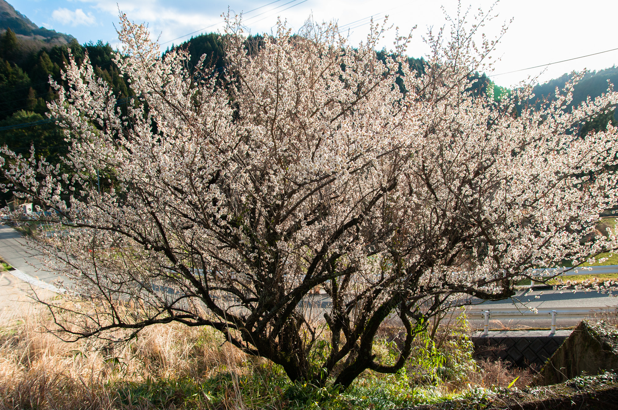 Pentax K20D + Sigma 17-70mm F2.8-4 DC Macro OS HSM sample photo. Plum tree on roadside photography