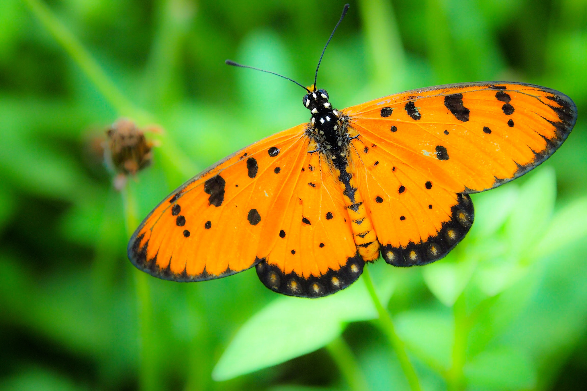 Olympus PEN E-P3 + OLYMPUS M.12-50mm F3.5-6.3 sample photo. Butterfly from balinese and i take when silence day in my home photography