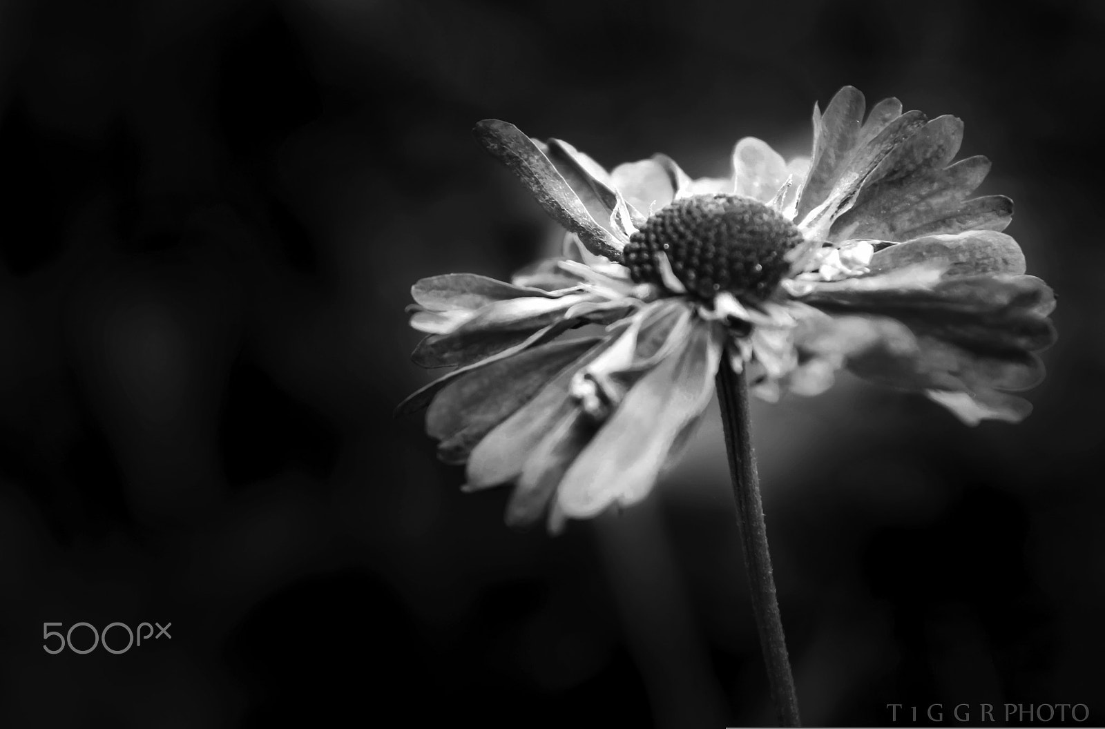 Canon EOS 550D (EOS Rebel T2i / EOS Kiss X4) sample photo. I will follow you in to the dark! photography