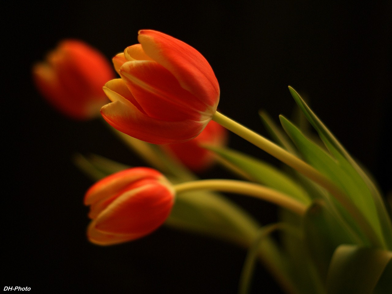 Sony Alpha DSLR-A300 sample photo. Luminous tulips_02 photography