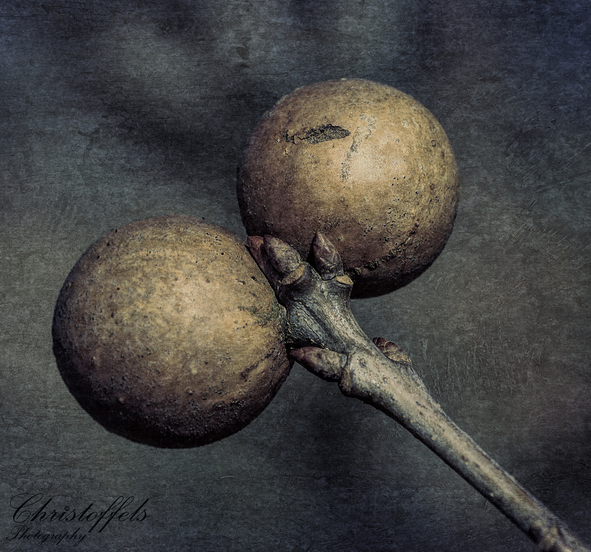 Sigma 70mm F2.8 EX DG Macro sample photo. Marble gall (andricus kollari) photography