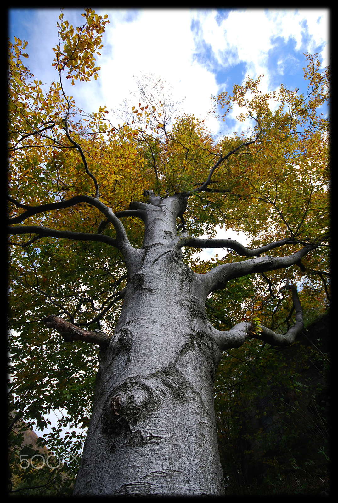 Nikon D40X sample photo. The guardian photography