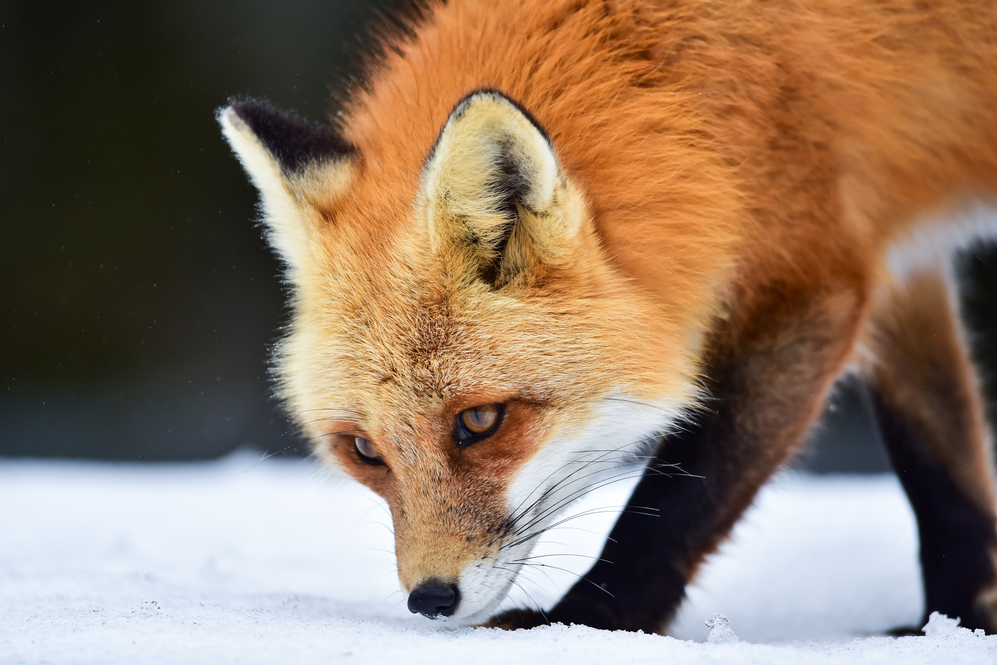 Nikon AF-S Nikkor 600mm F4G ED VR sample photo. Red fox in algonquin park photography