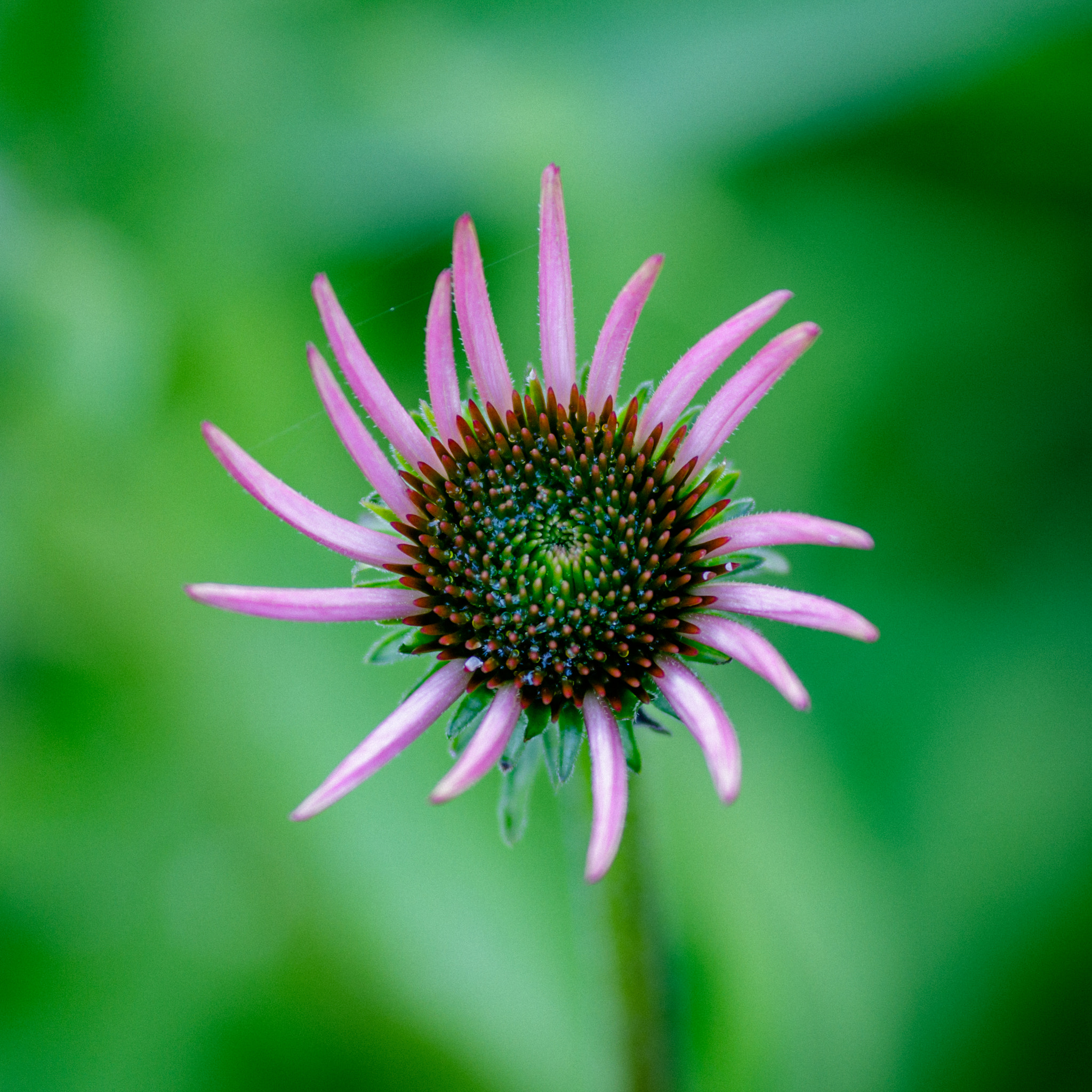 Canon EOS 7D Mark II + Canon EF 135mm F2L USM sample photo. Coneflower photography