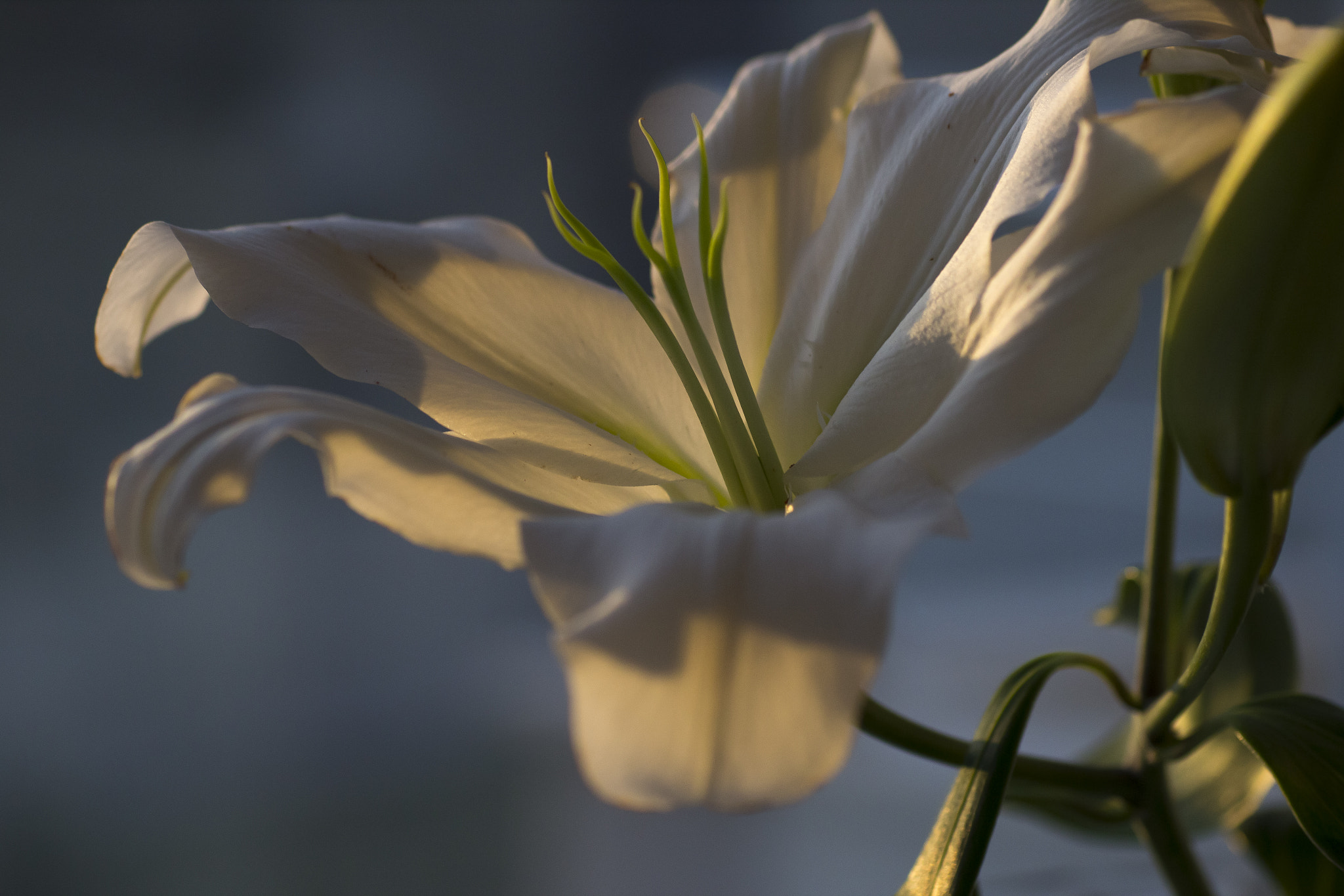 Sigma 70mm F2.8 EX DG Macro sample photo. Flower  photography