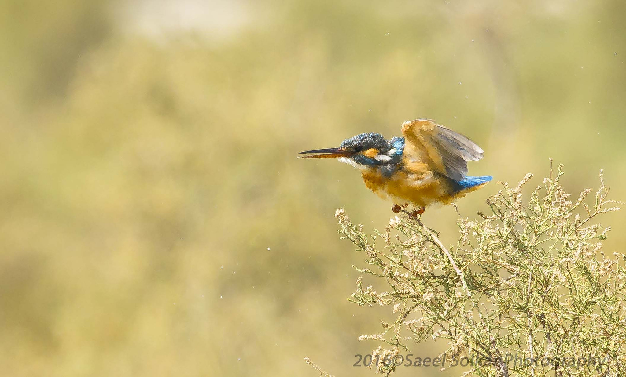 Canon EF 100-400mm F4.5-5.6L IS USM sample photo. Kingfisher photography