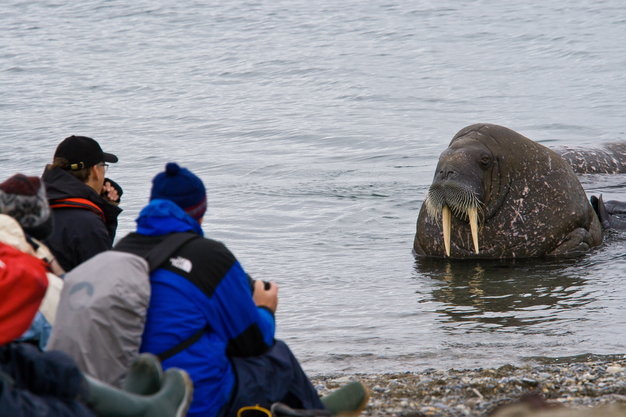 Canon EF 70-200mm F4L IS USM sample photo. Walrus photography