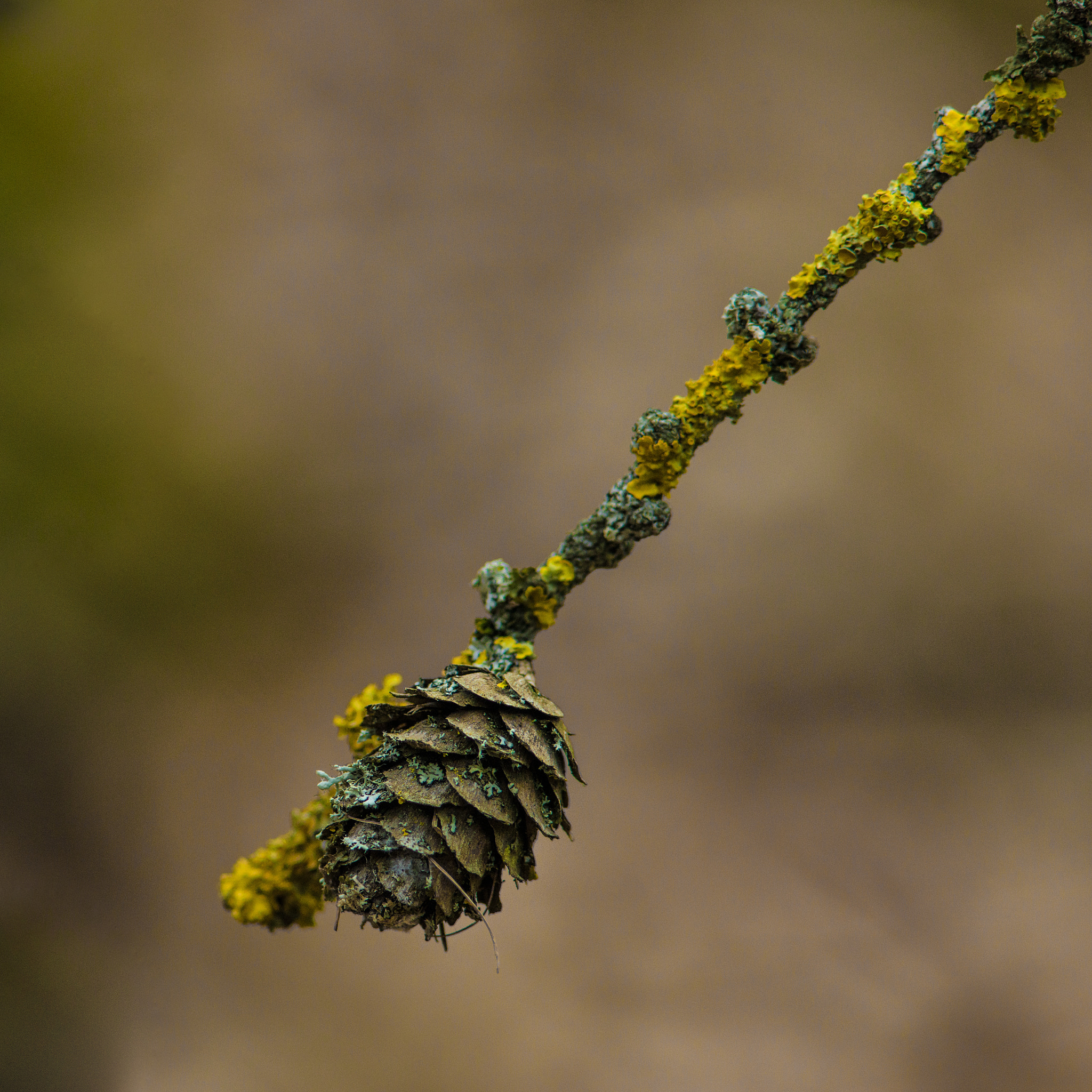Hasselblad H5D sample photo. Forest detail photography