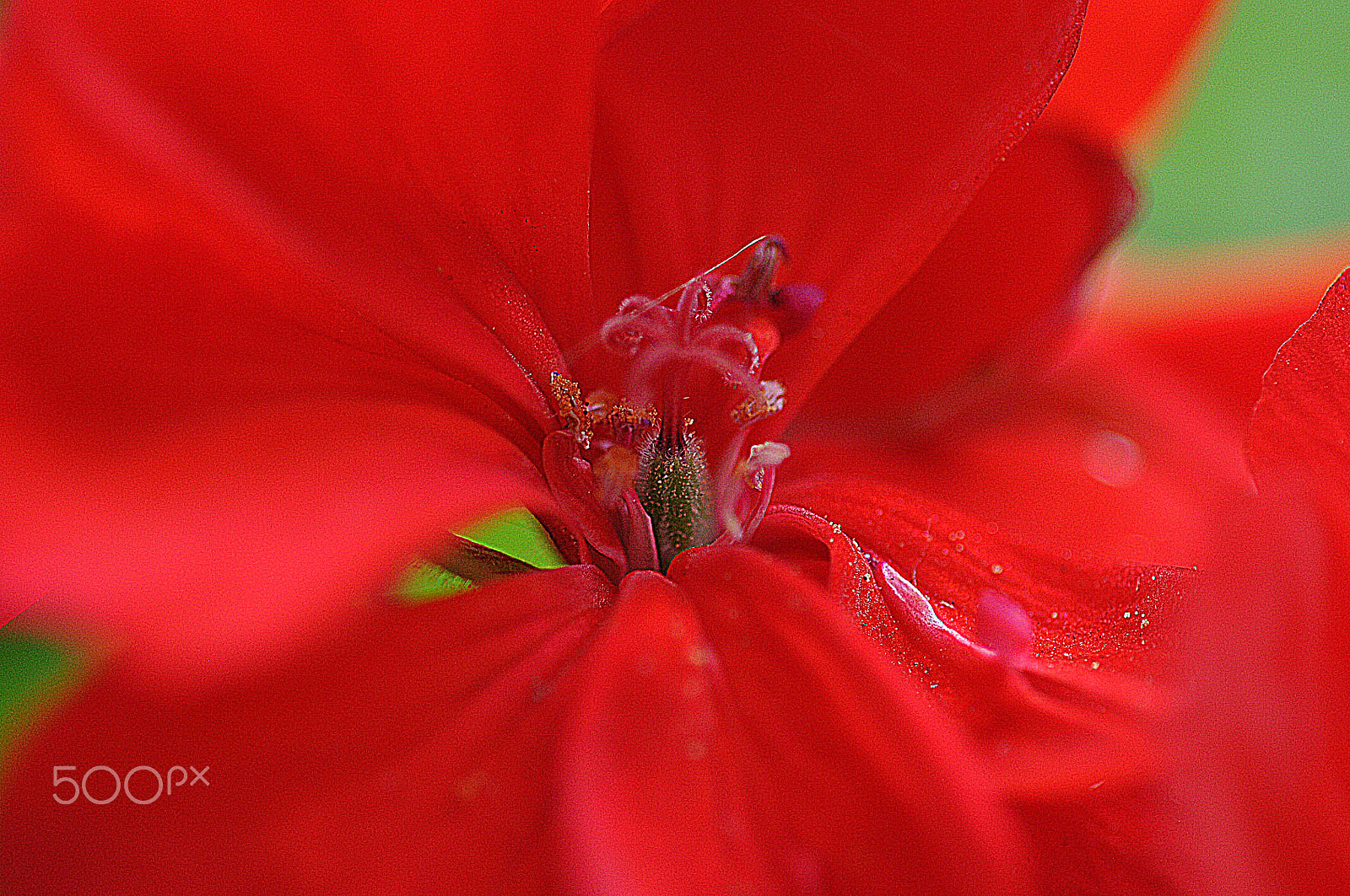 Nikon D90 + Nikon AF Micro-Nikkor 60mm F2.8D sample photo. Dsc_0012.jpg photography