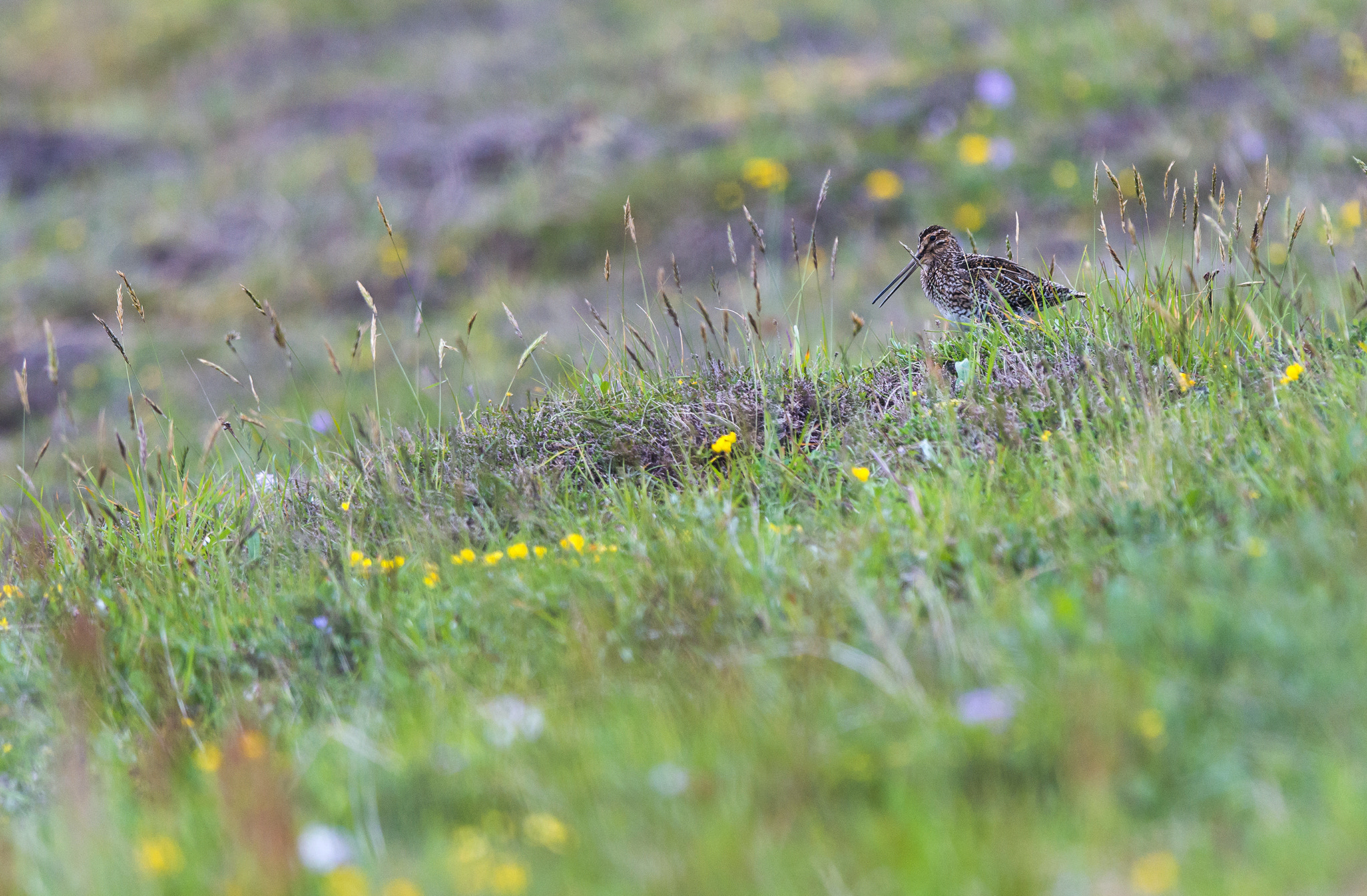 Nikon D800 + Nikon AF-S Nikkor 400mm F2.8G ED VR II sample photo. Bécassine des marais (gallinago gallinago) photography