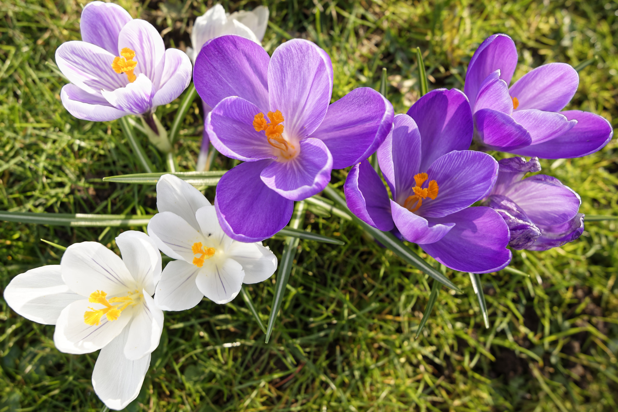 Nikon AF-S Nikkor 16-35mm F4G ED VR sample photo. Wide crocusses photography