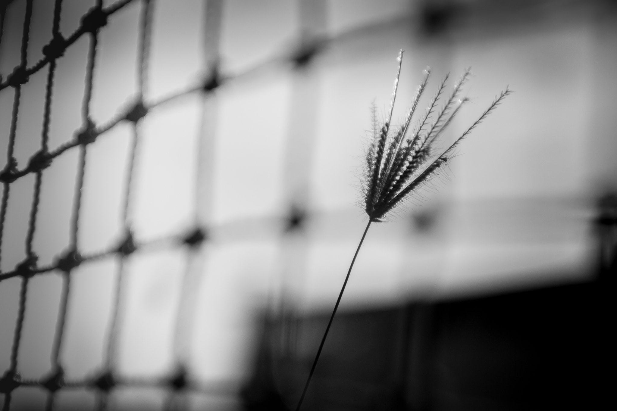 Nikon D7200 + AF Zoom-Nikkor 35-70mm f/2.8D sample photo. Netscape photography