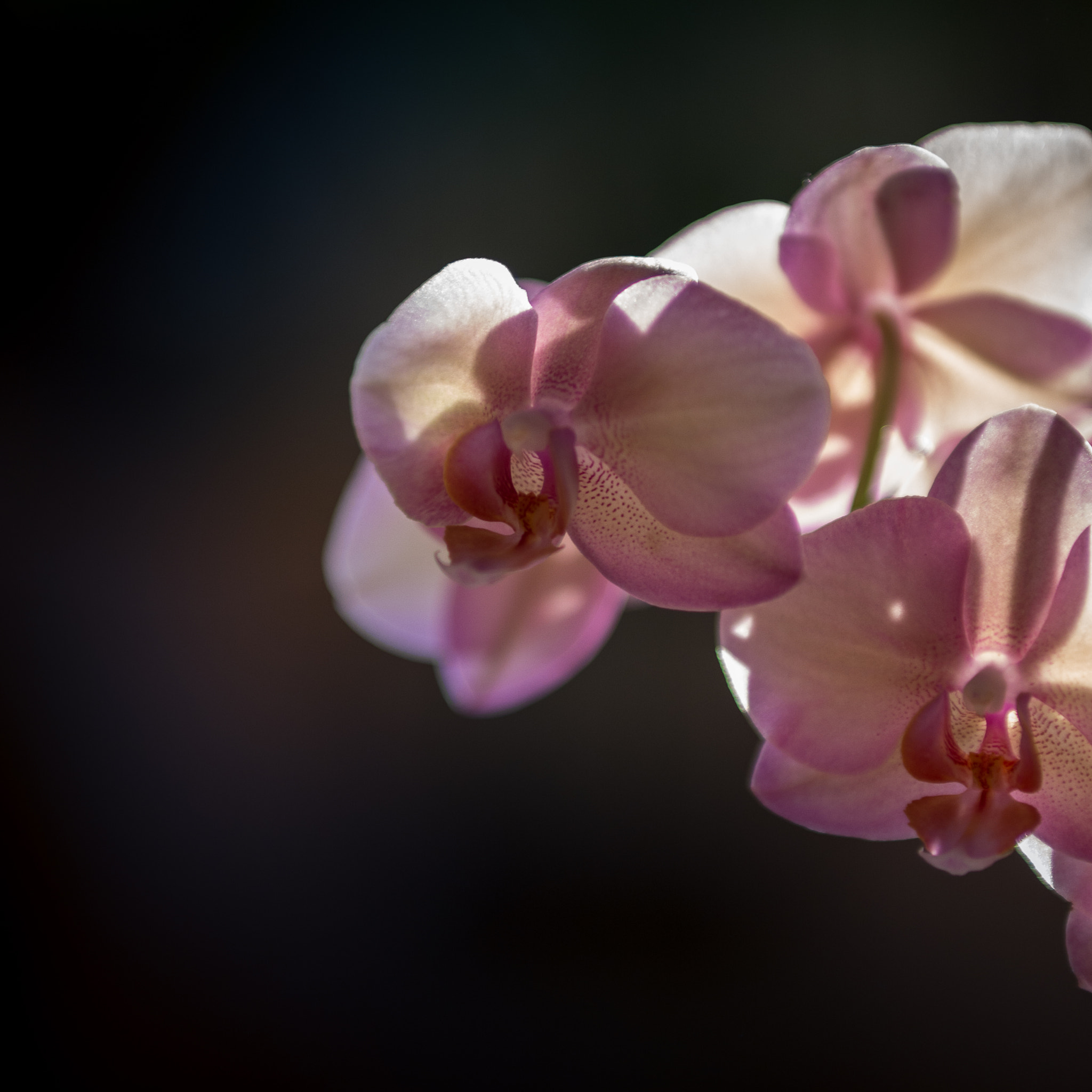 Samsung NX1000 + Samsung NX 85mm F1.4 ED SSA sample photo. Home orchid photography