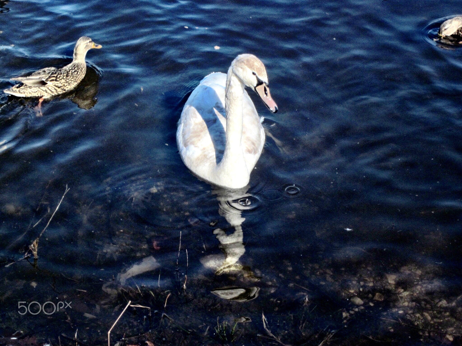 Canon PowerShot SD1300 IS (IXUS 105 / IXY 200F) sample photo. Swan and reflection with duck photography