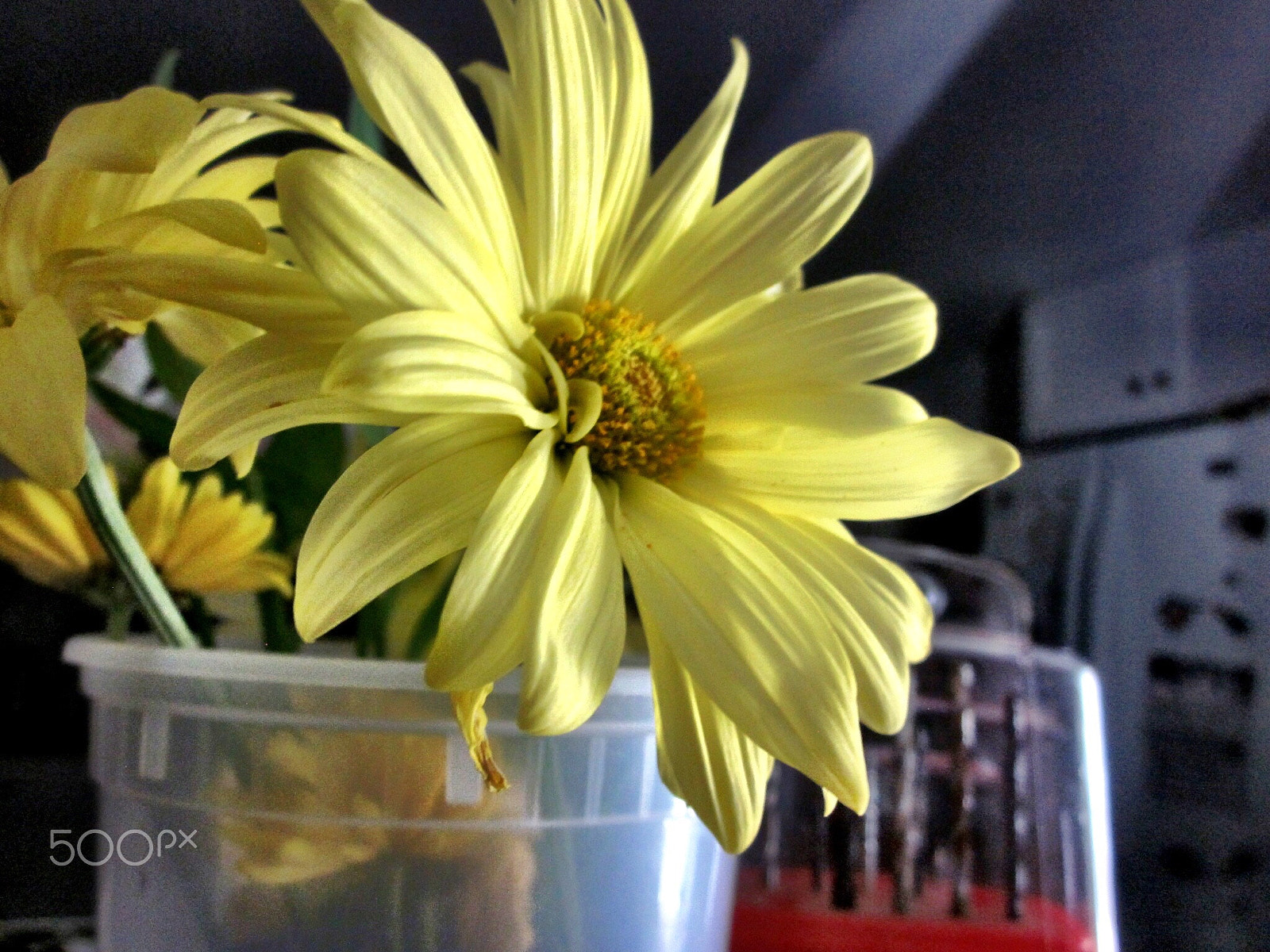 Canon PowerShot SD1300 IS (IXUS 105 / IXY 200F) sample photo. Yellow daisy flower with background photography