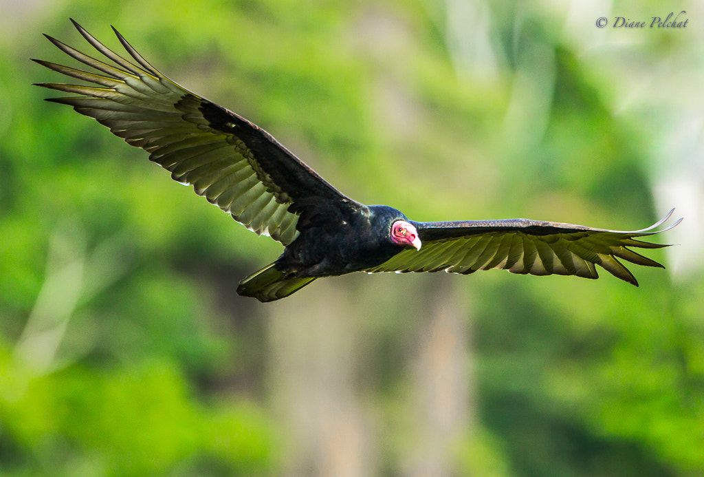 Canon EOS 60D + Canon EF 300mm F2.8L IS II USM sample photo. Turkey vulture photography