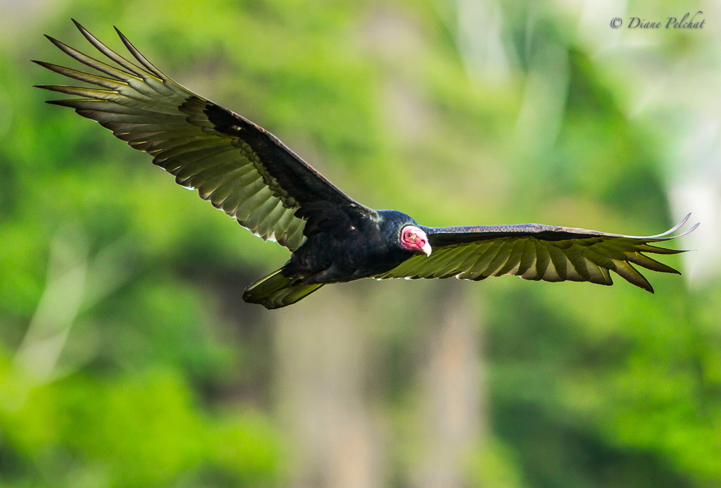 Canon EF 300mm F2.8L IS II USM sample photo. Turkey vulture photography