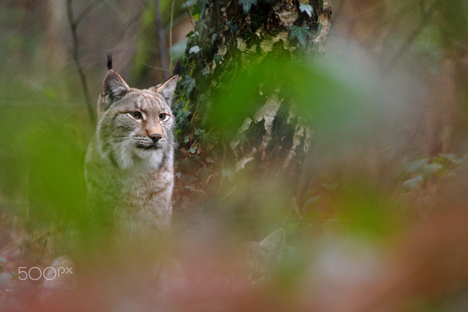Canon EF 70-300mm F4-5.6L IS USM sample photo. Lynx photography