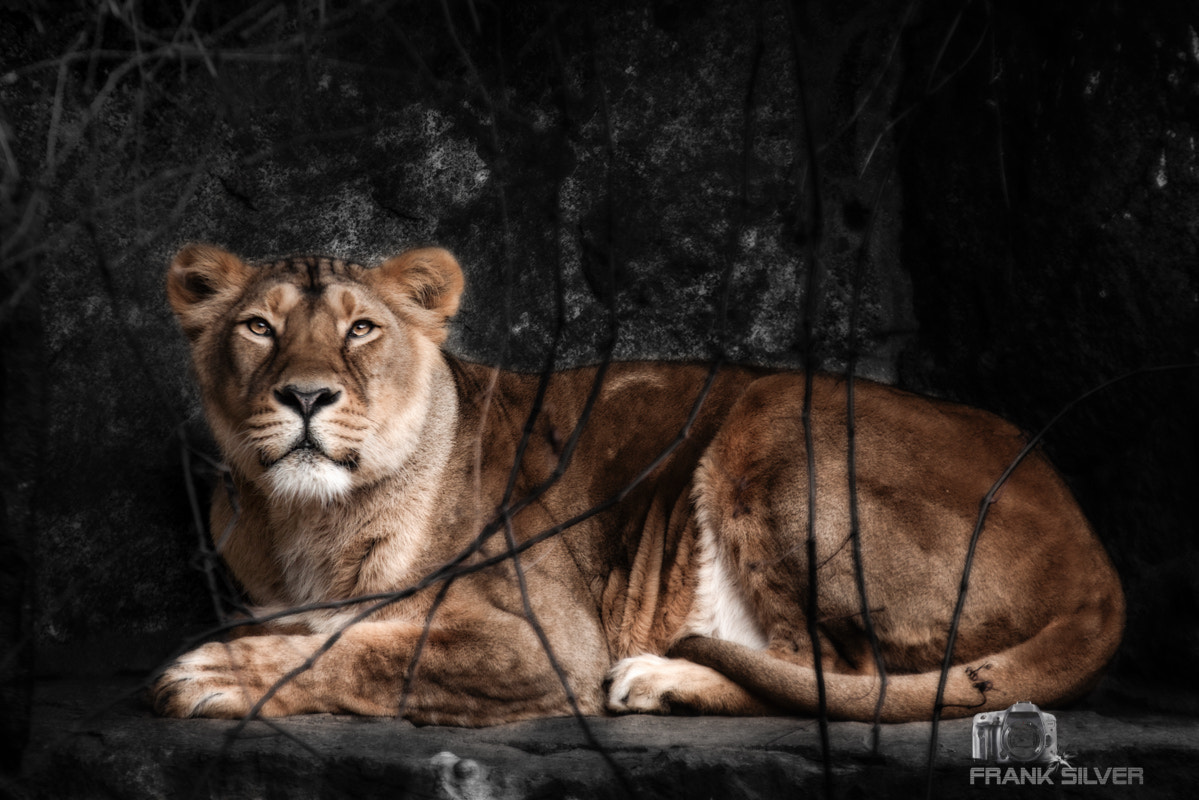 Sigma 70-200mm F2.8 EX DG OS HSM sample photo. Female lion photography