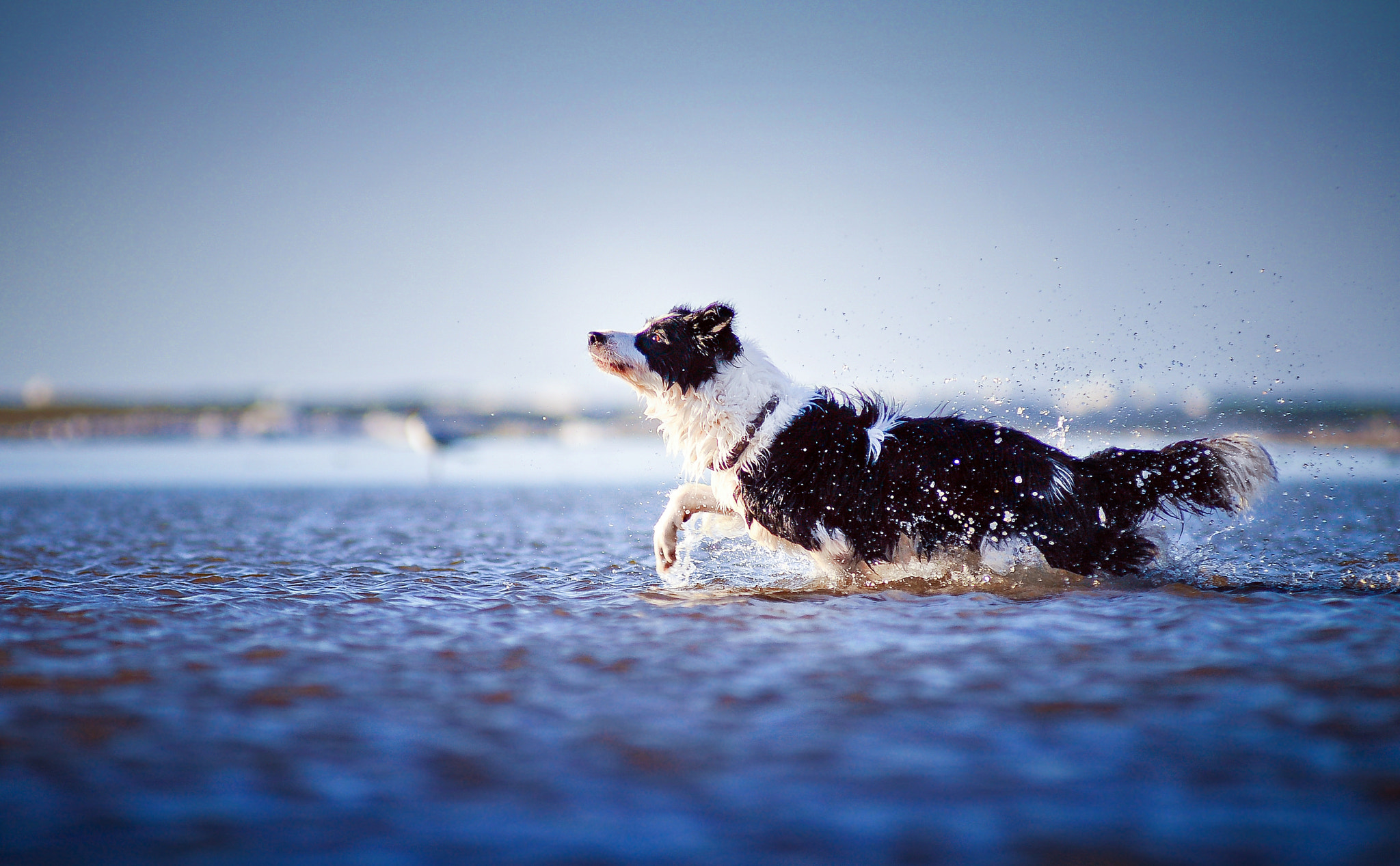 AF Zoom-Nikkor 80-200mm f/2.8 ED sample photo. Wena photography