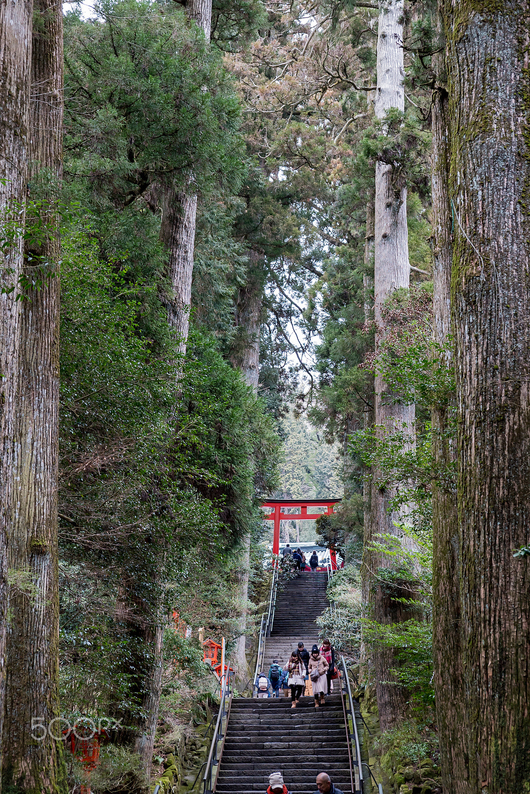 Sony a7S sample photo. Pass through trees photography