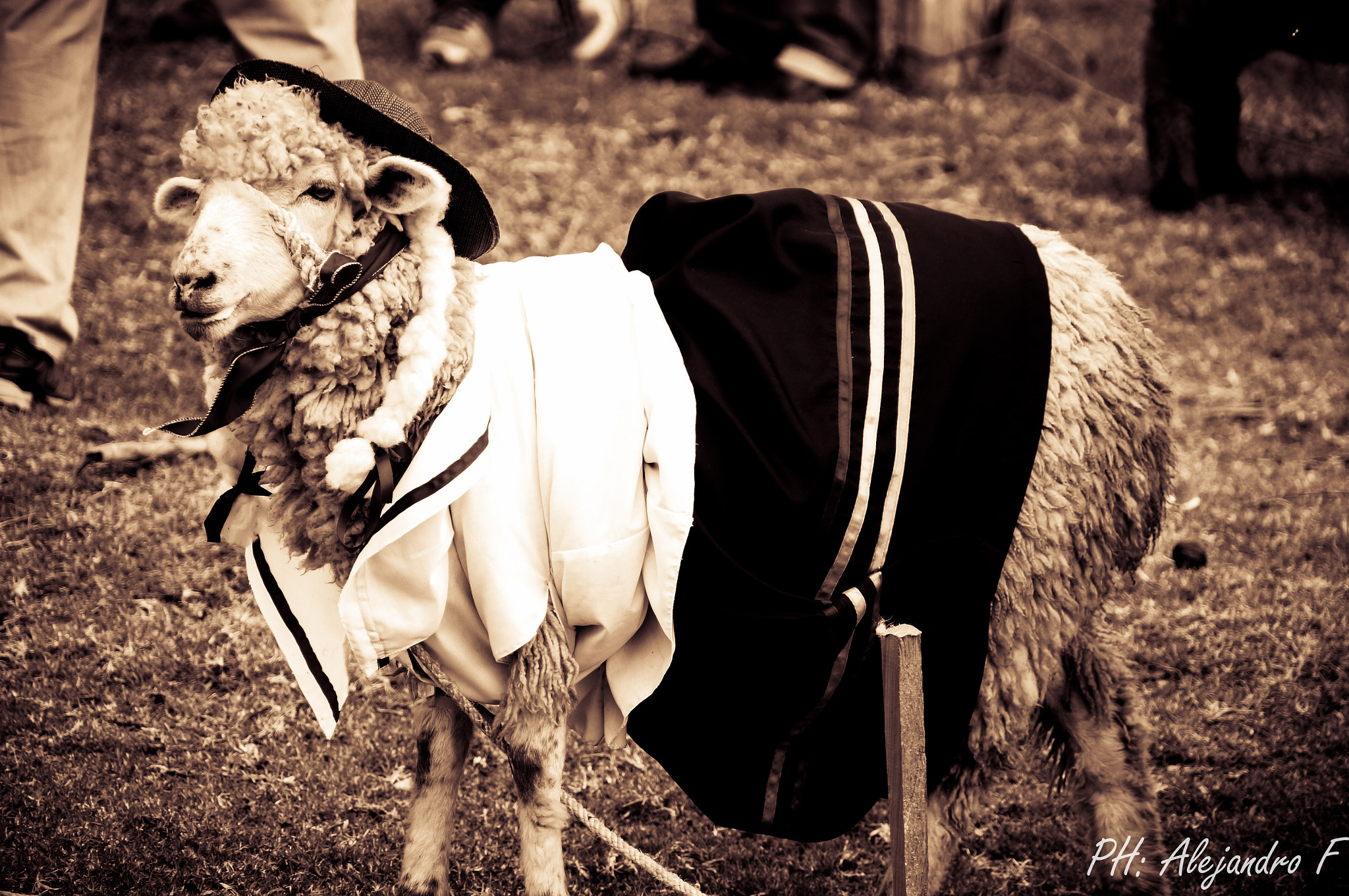 Sony NEX-VG30 sample photo. Sheep dress photography