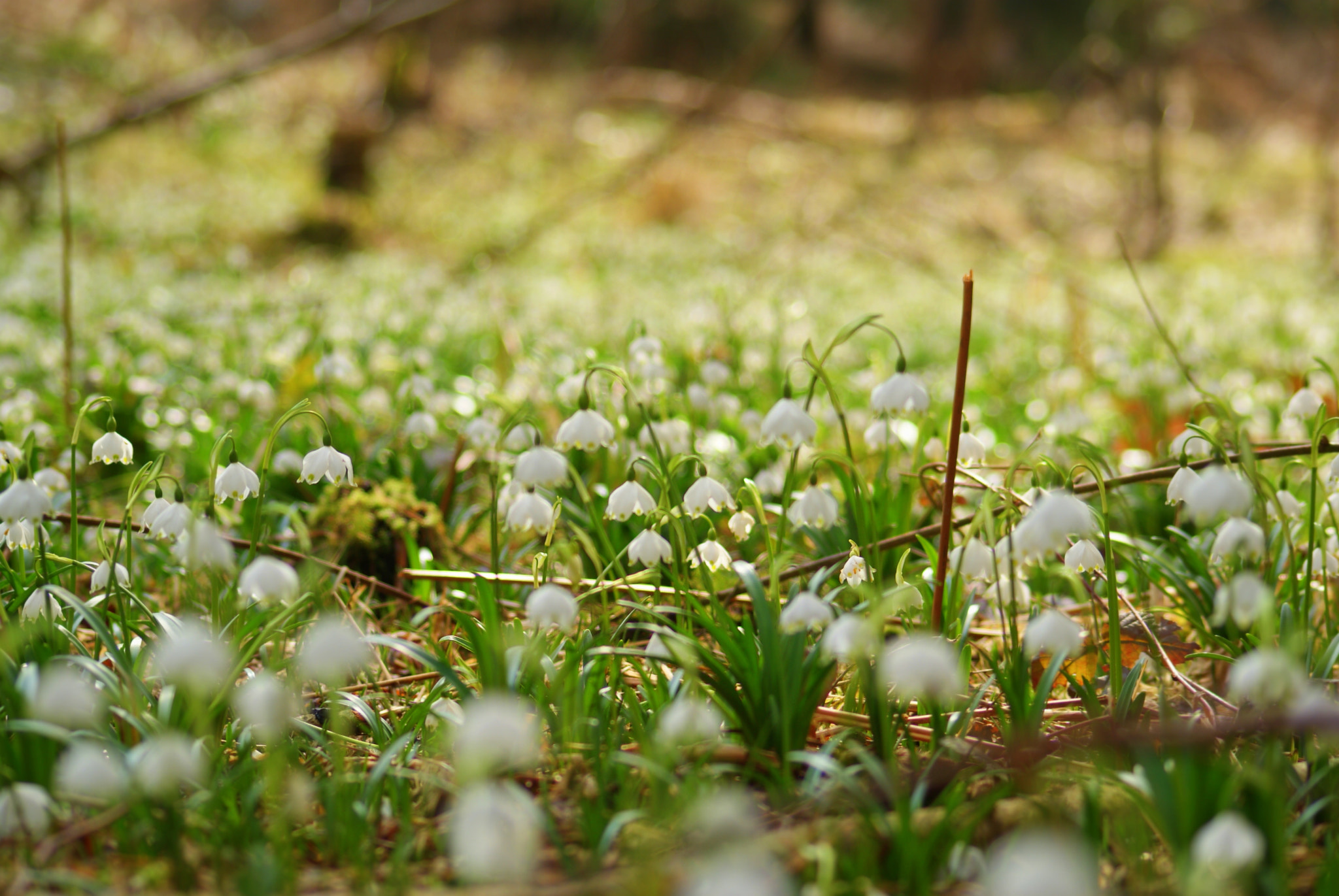 Sony Alpha DSLR-A200 + Sigma 70-300mm F4-5.6 DL Macro sample photo. Spring time... photography