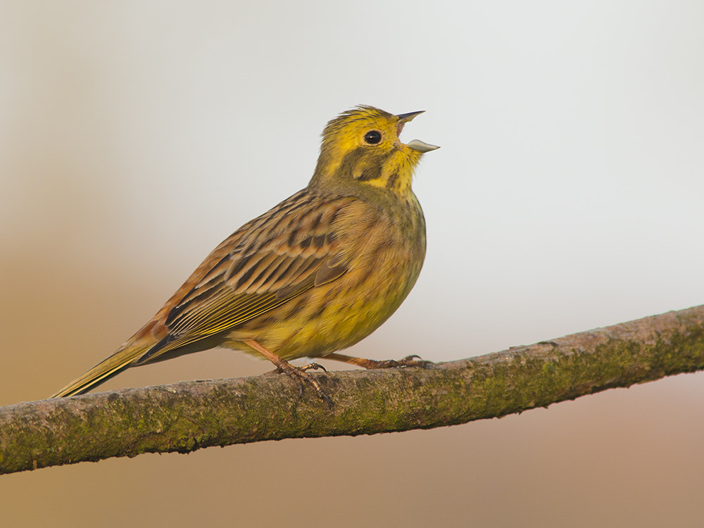 Canon EF 300mm F4L IS USM sample photo. Geelgors / yellowhammer photography